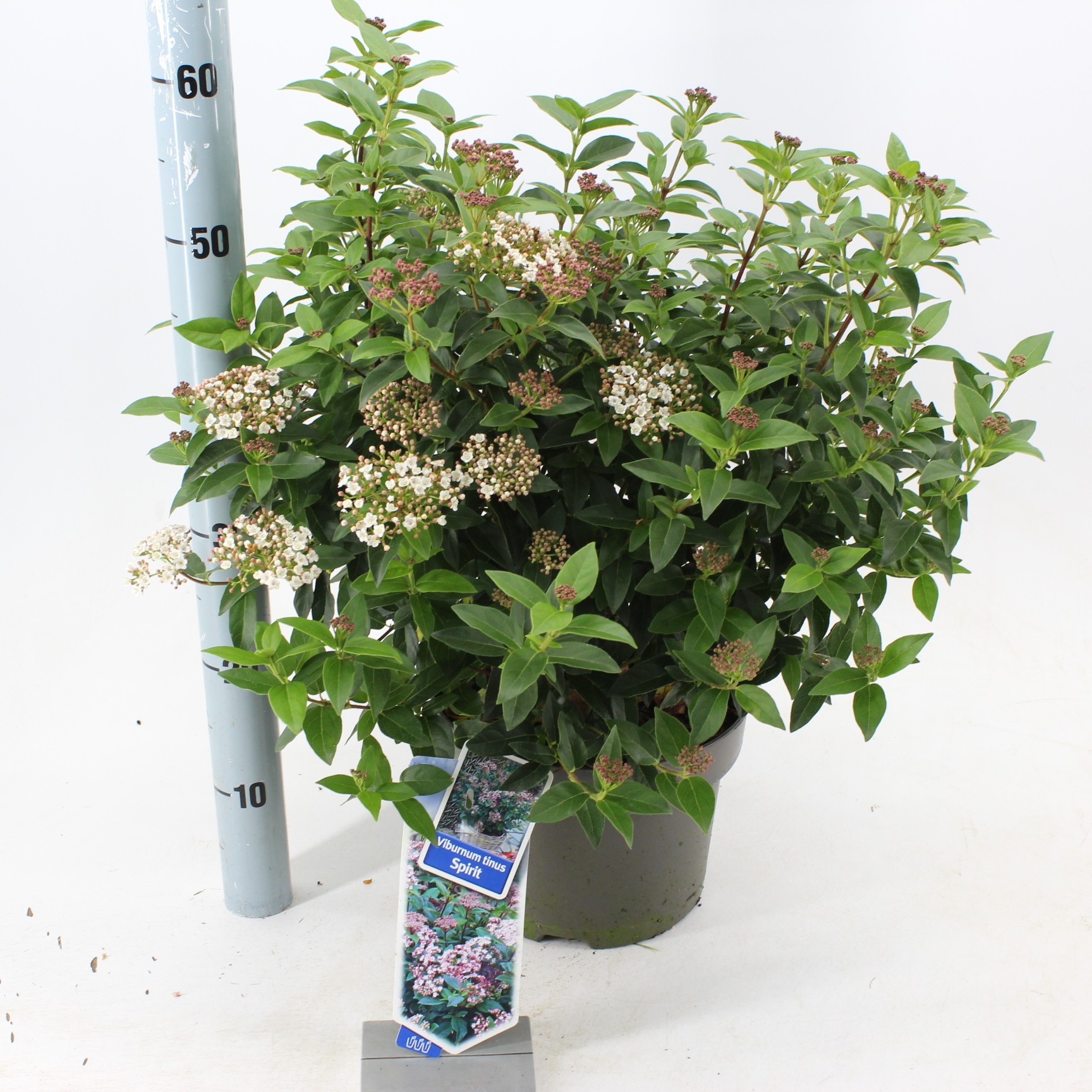 Picture of Viburnum tinus Spirit ('Anvi'PBR)