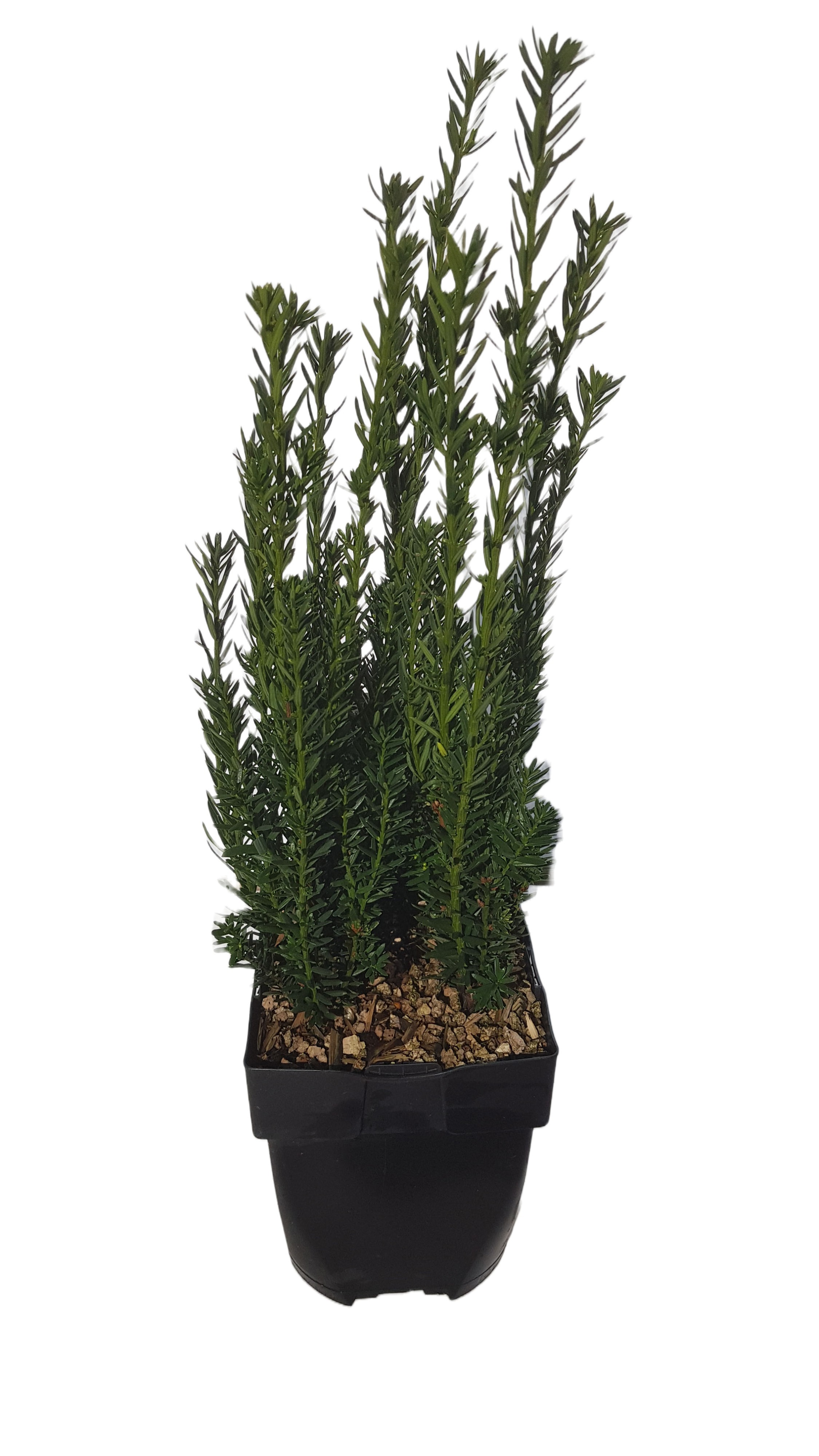 Picture of Taxus media 'Hillii' P17