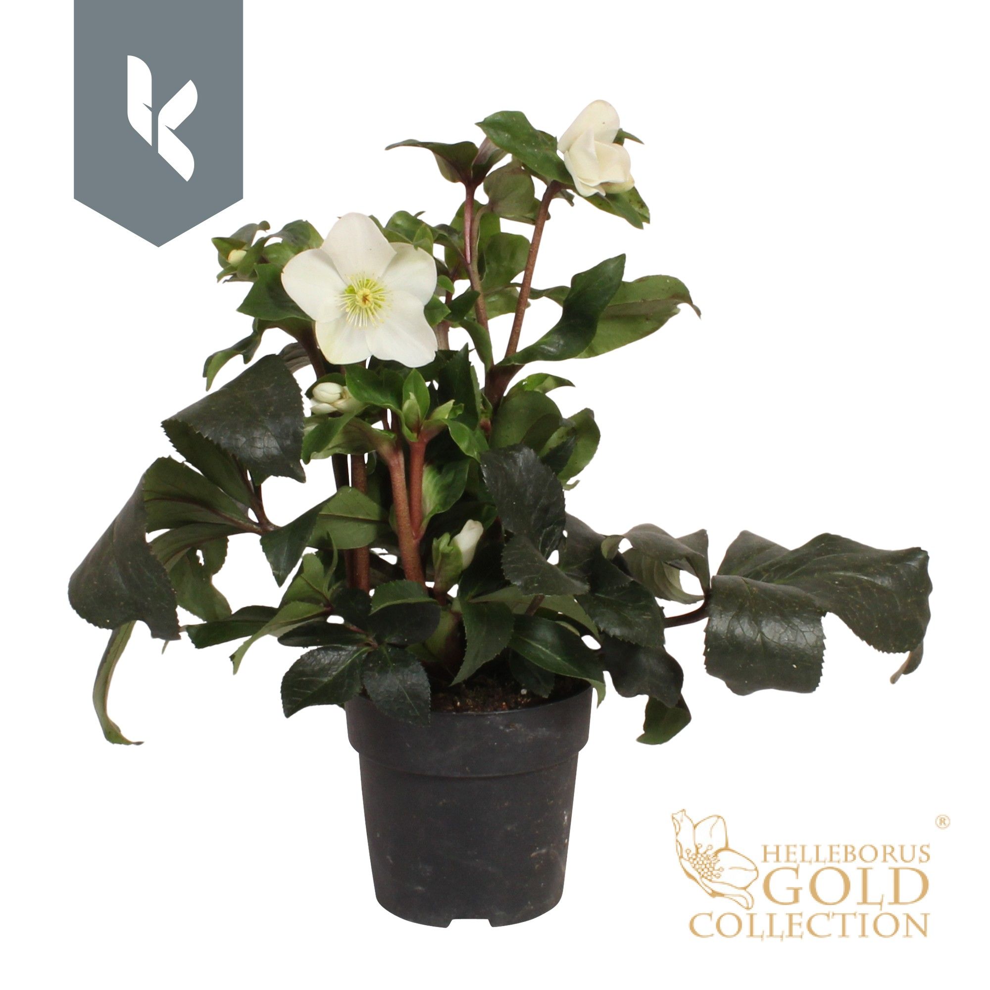 Helleborus Ice N Roses White