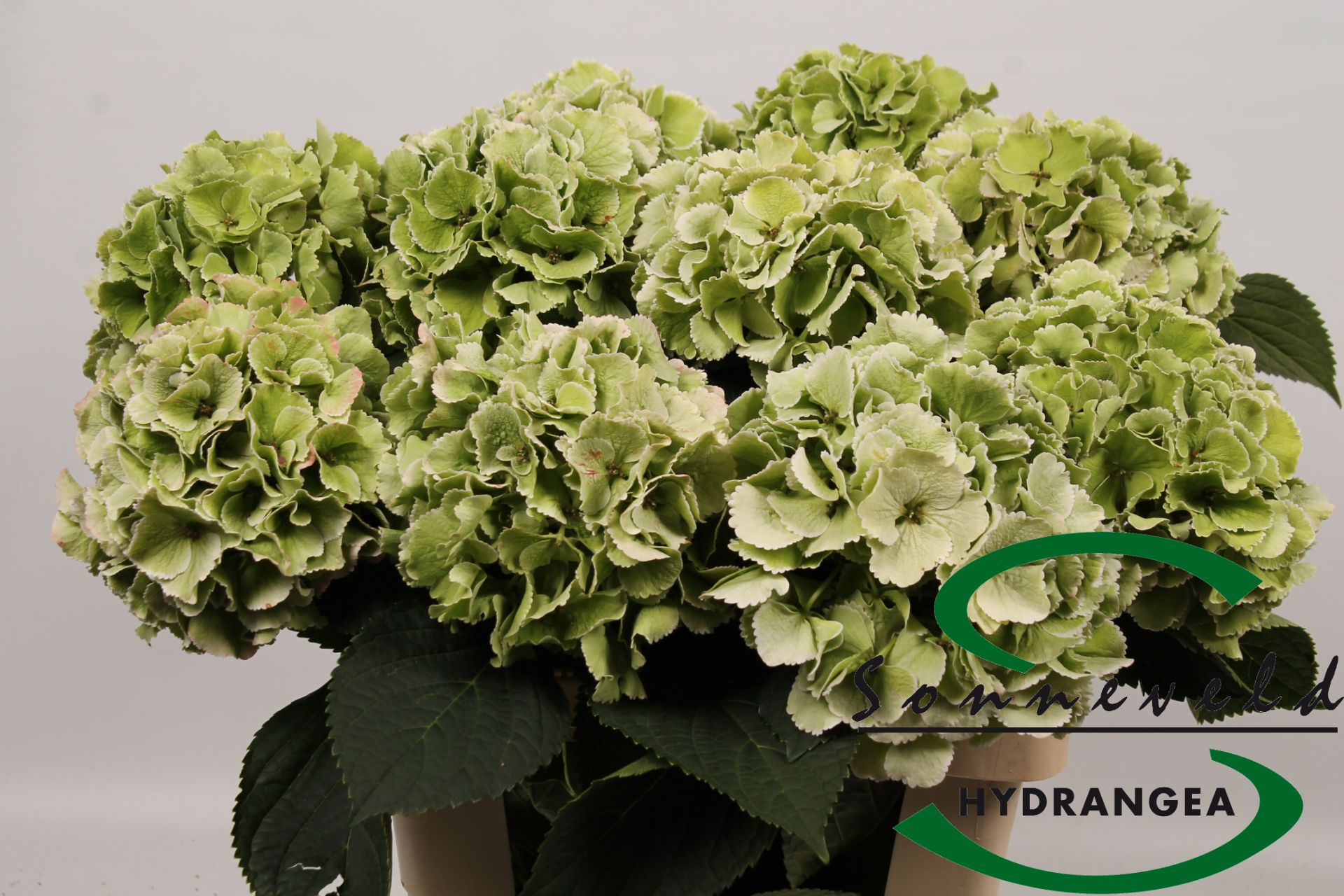 Hydrangea Lollypop Clas 60cm 18Ø
