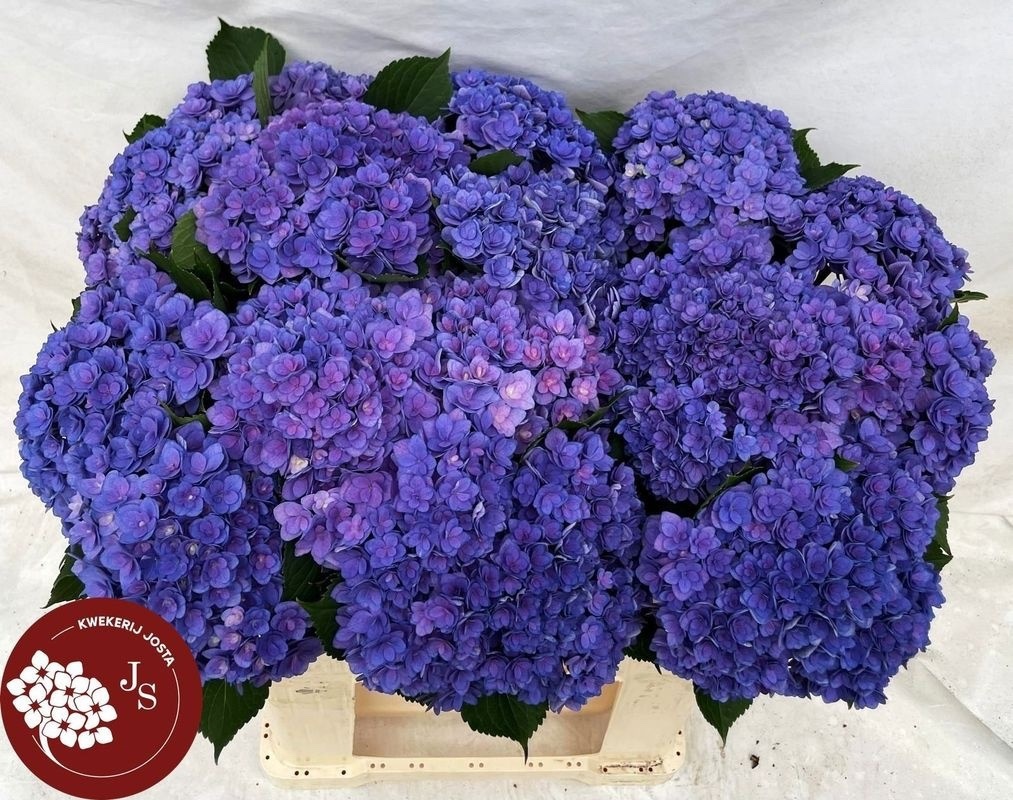 Hydrangea Royal Kiss 60cm 14Ø