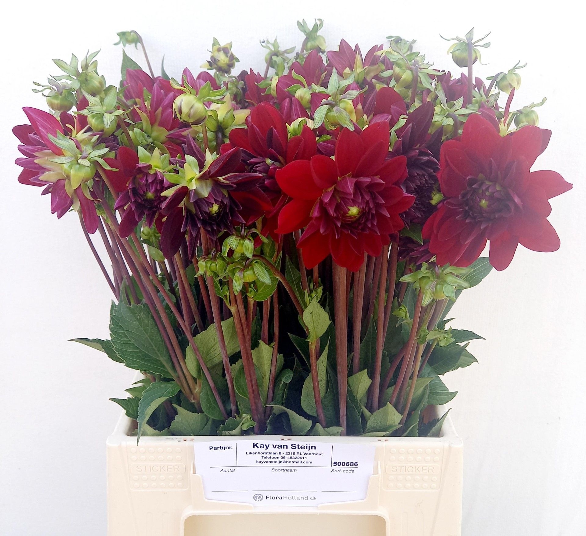 Dahlia Arabian Night 50cm