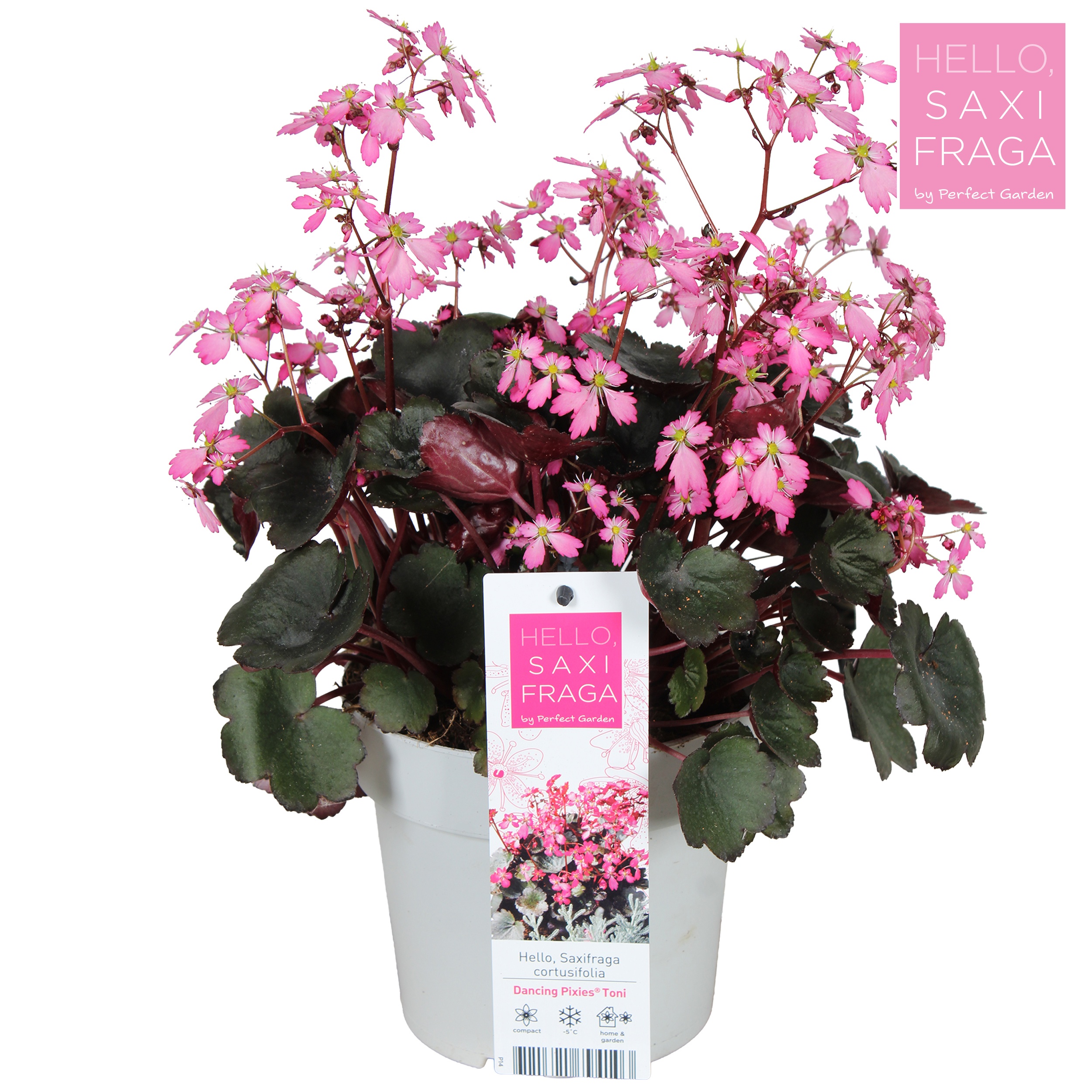 Saxifraga cort. Dancing Pixies® 'Toni'