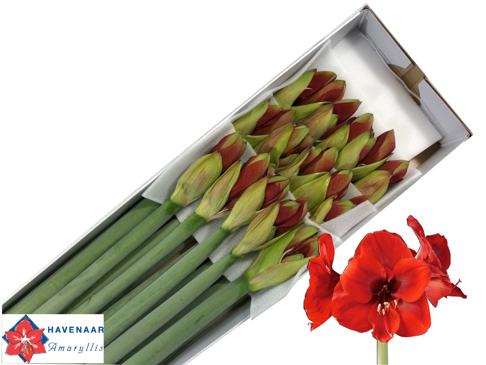 Hippeastrum Ferrari 4bl