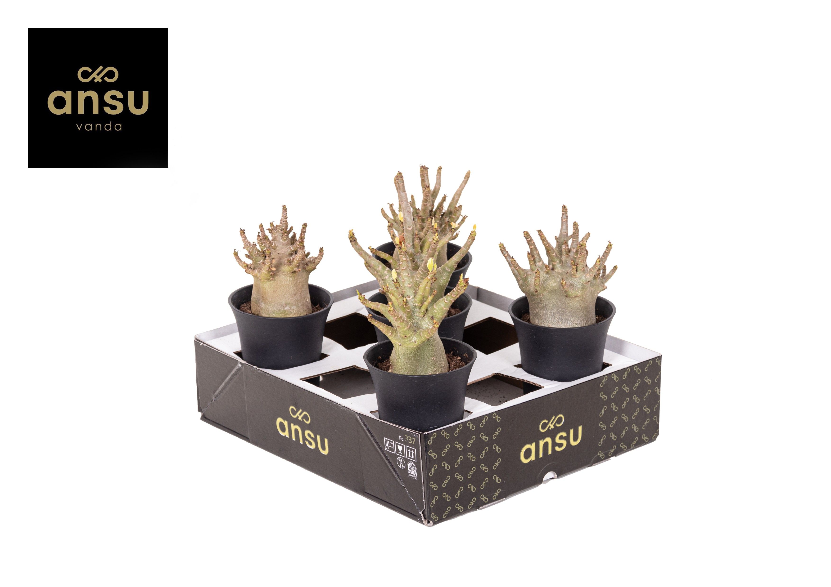 Adenium Ansu Baobab (niet bloeiend) - Woestijnroos