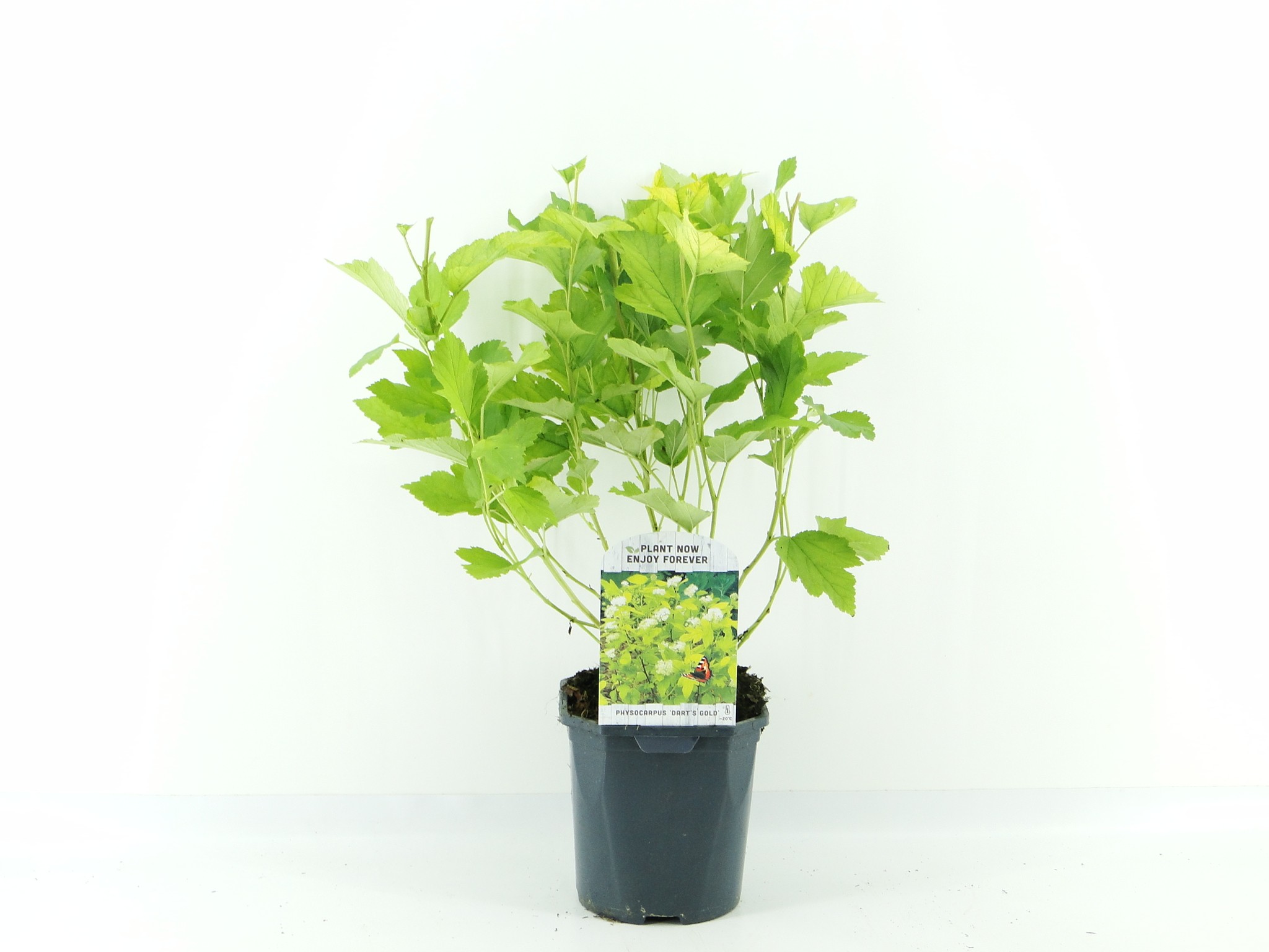 Picture of Physocarpus op. Dart's Gold