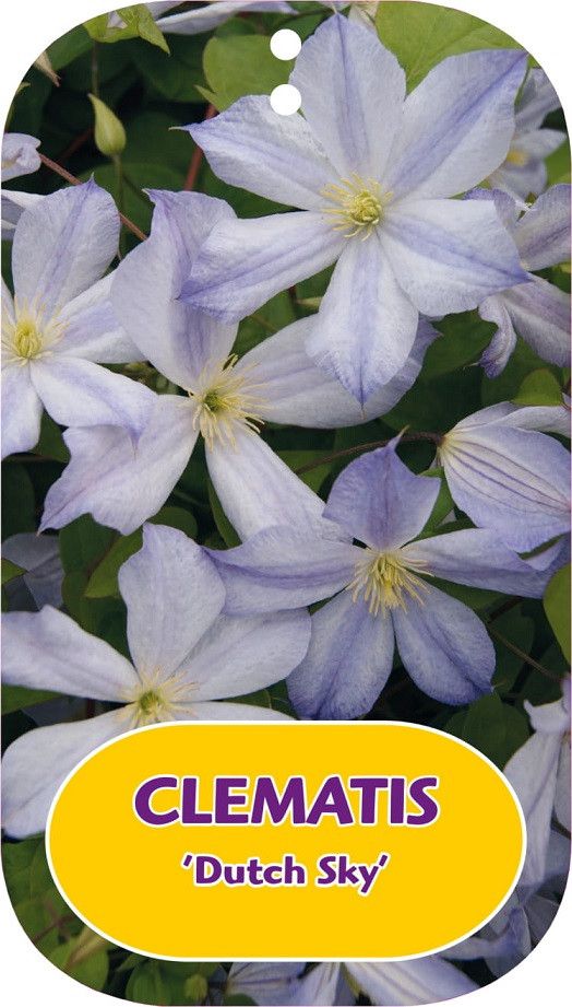 Clematis 'Dutch Sky'