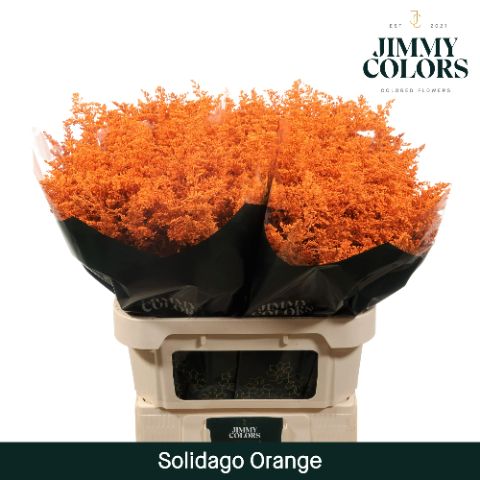 Solidago L70 Orange