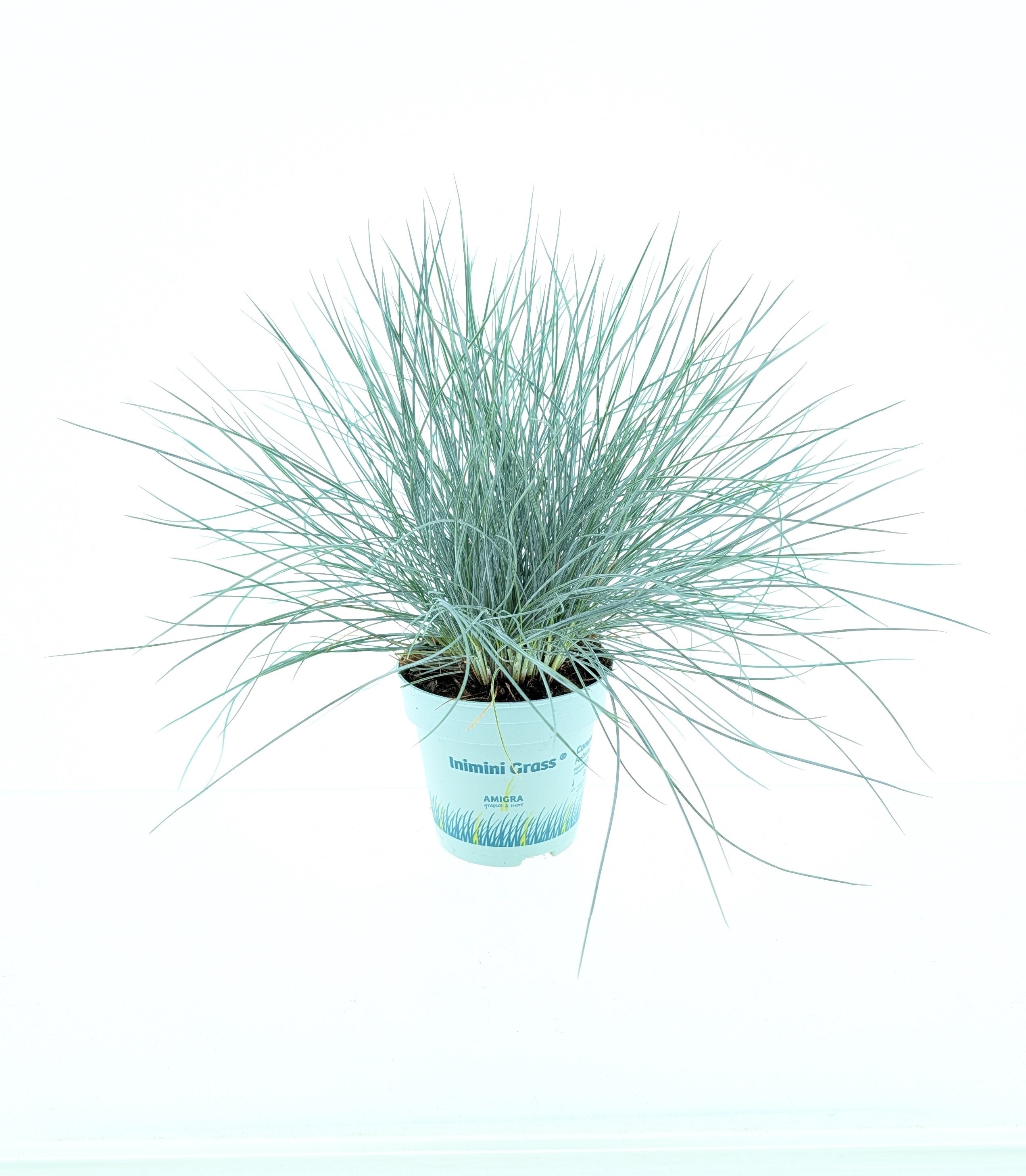 Picture of Festuca glauca CompactA Blue®