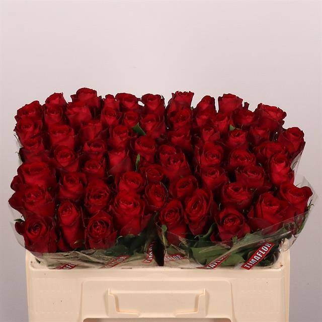 Rosa Madam Red 50cm