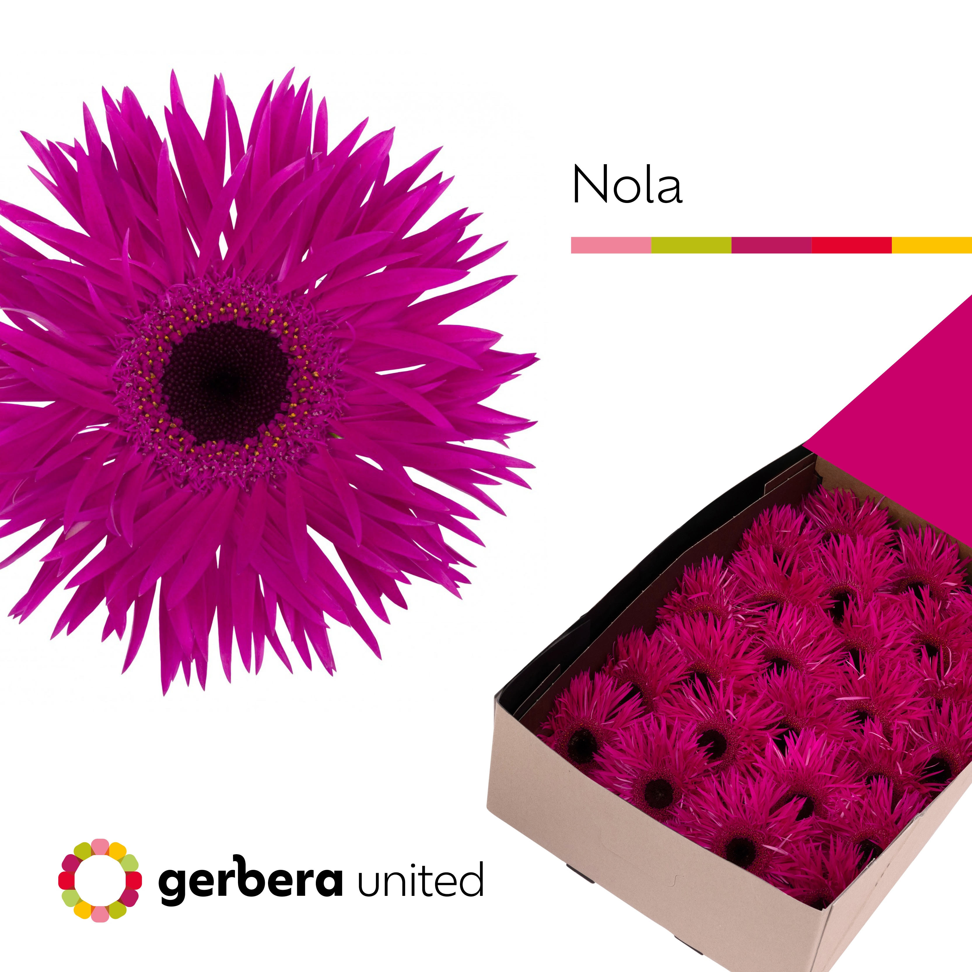 Gerbera Spider Nola 45cm 10cm Hd
