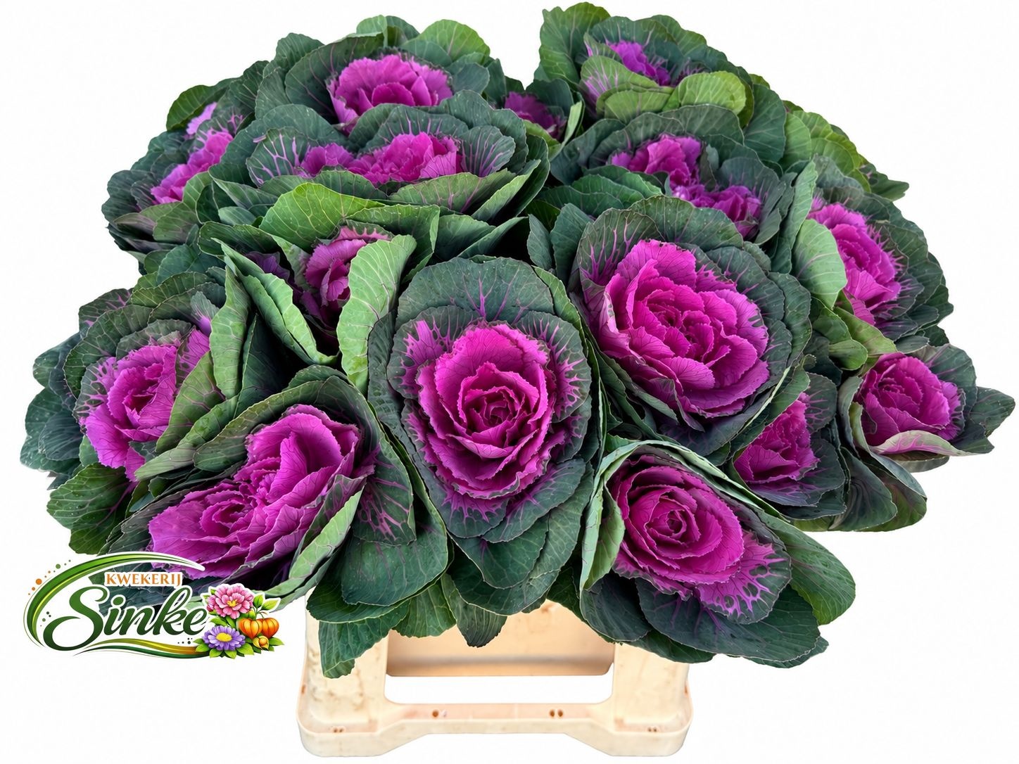 Brassica Red Crane 40cm