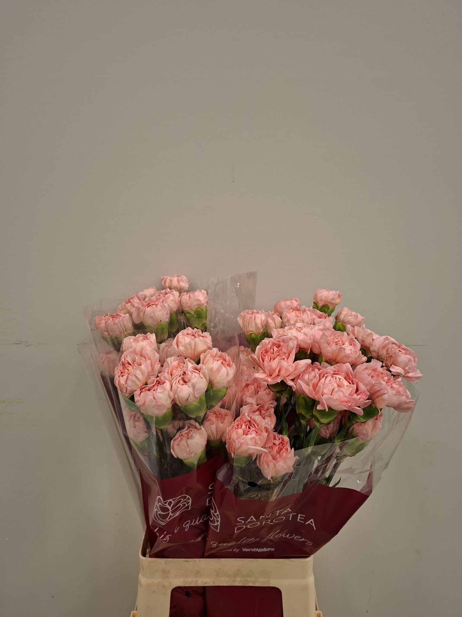 Di St Eternal Love 60cm