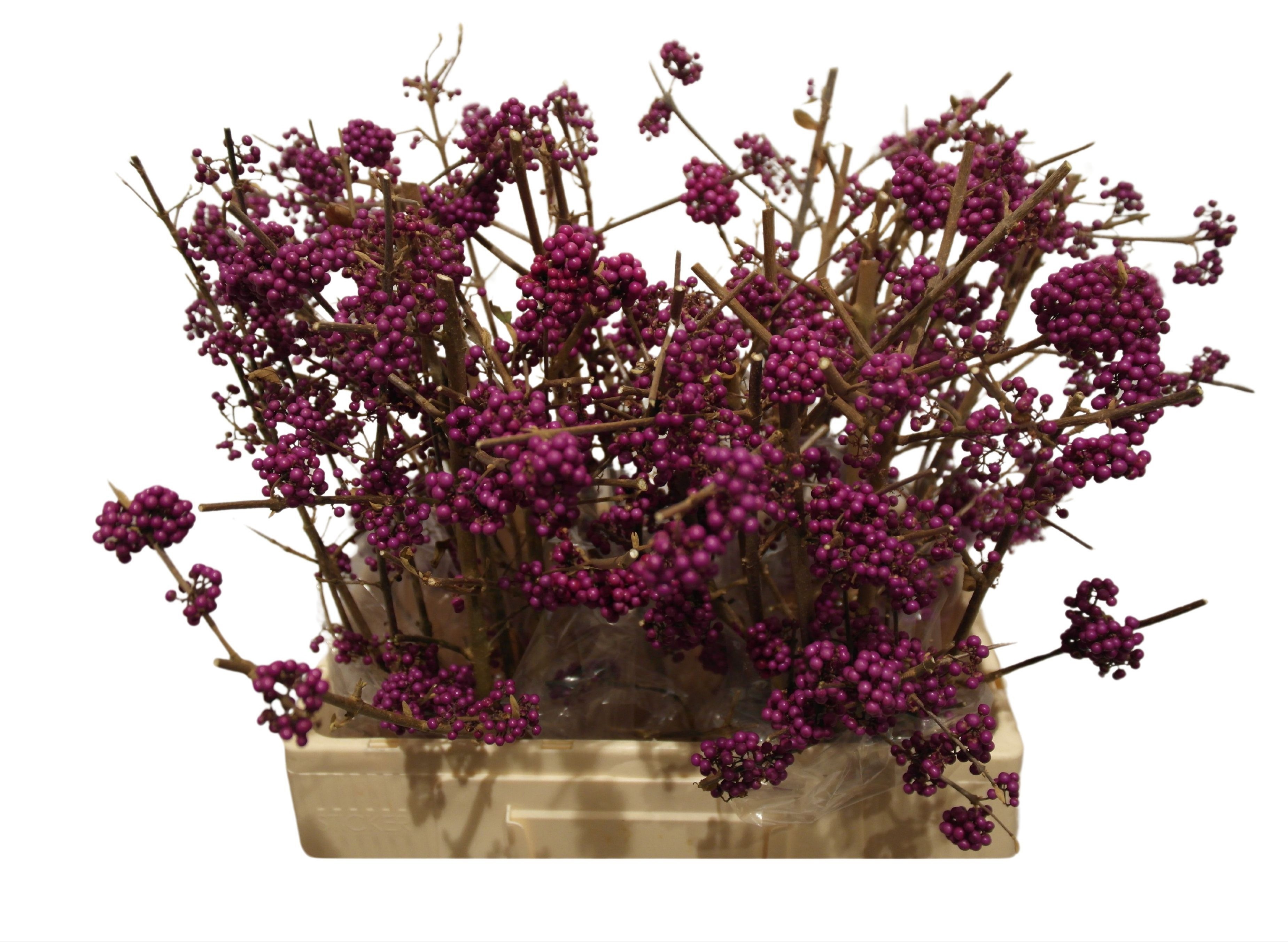 Callicarpa Bod Giraldi(imp) 60cm