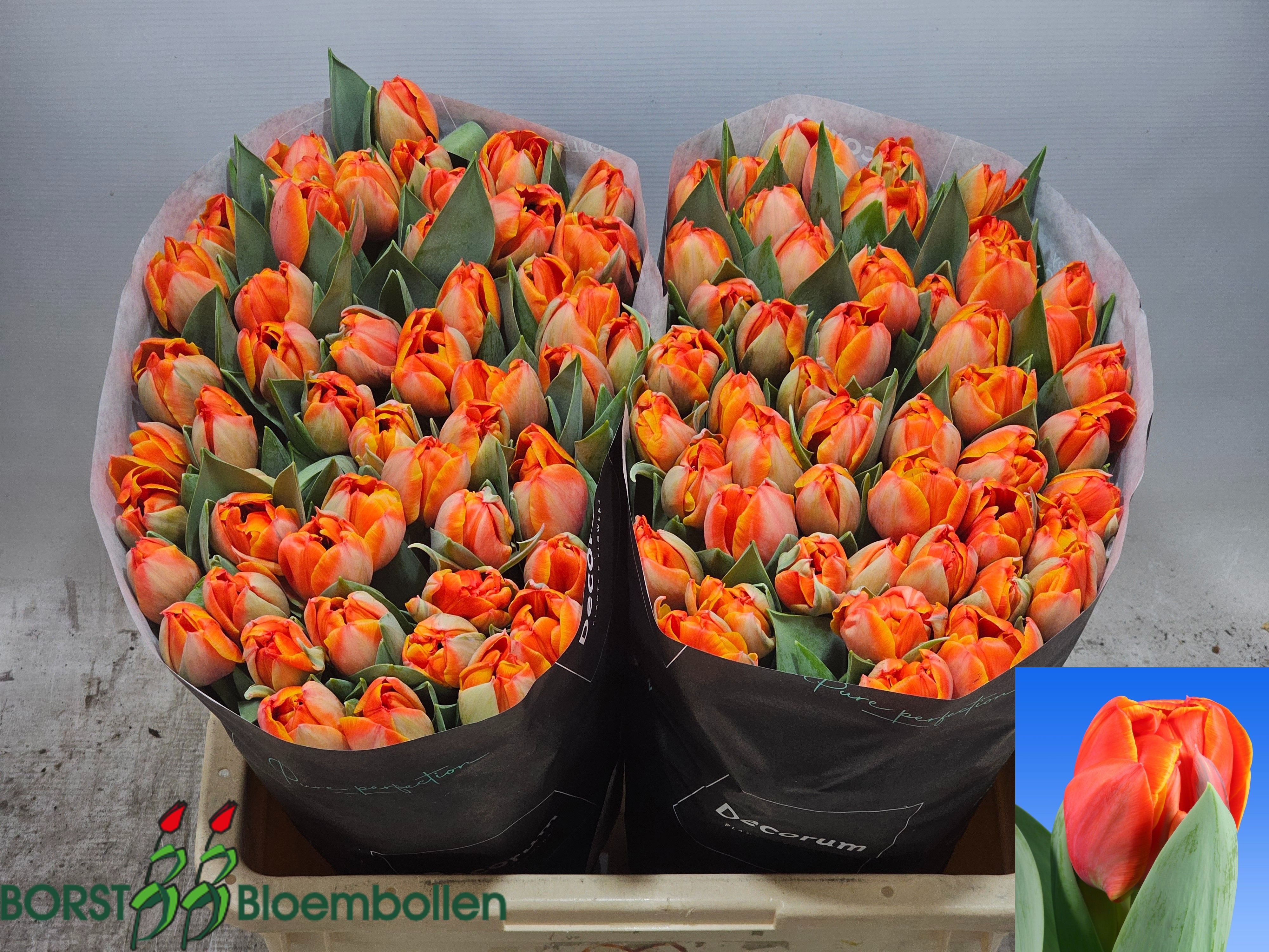 Tulipa Double Queensday 46cm 48gram