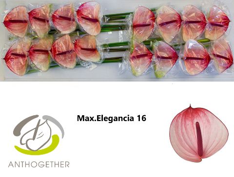 Anth A Max Elegan