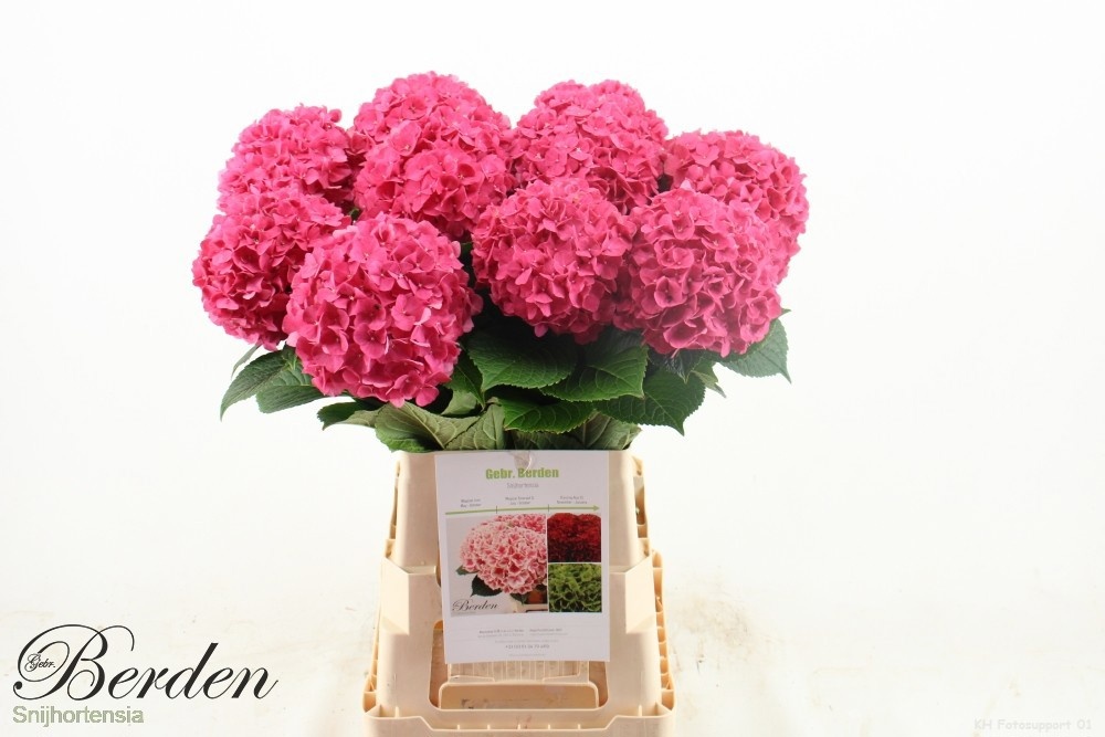 Hydrangea Glowing Alps Pink 70cm 16Ø