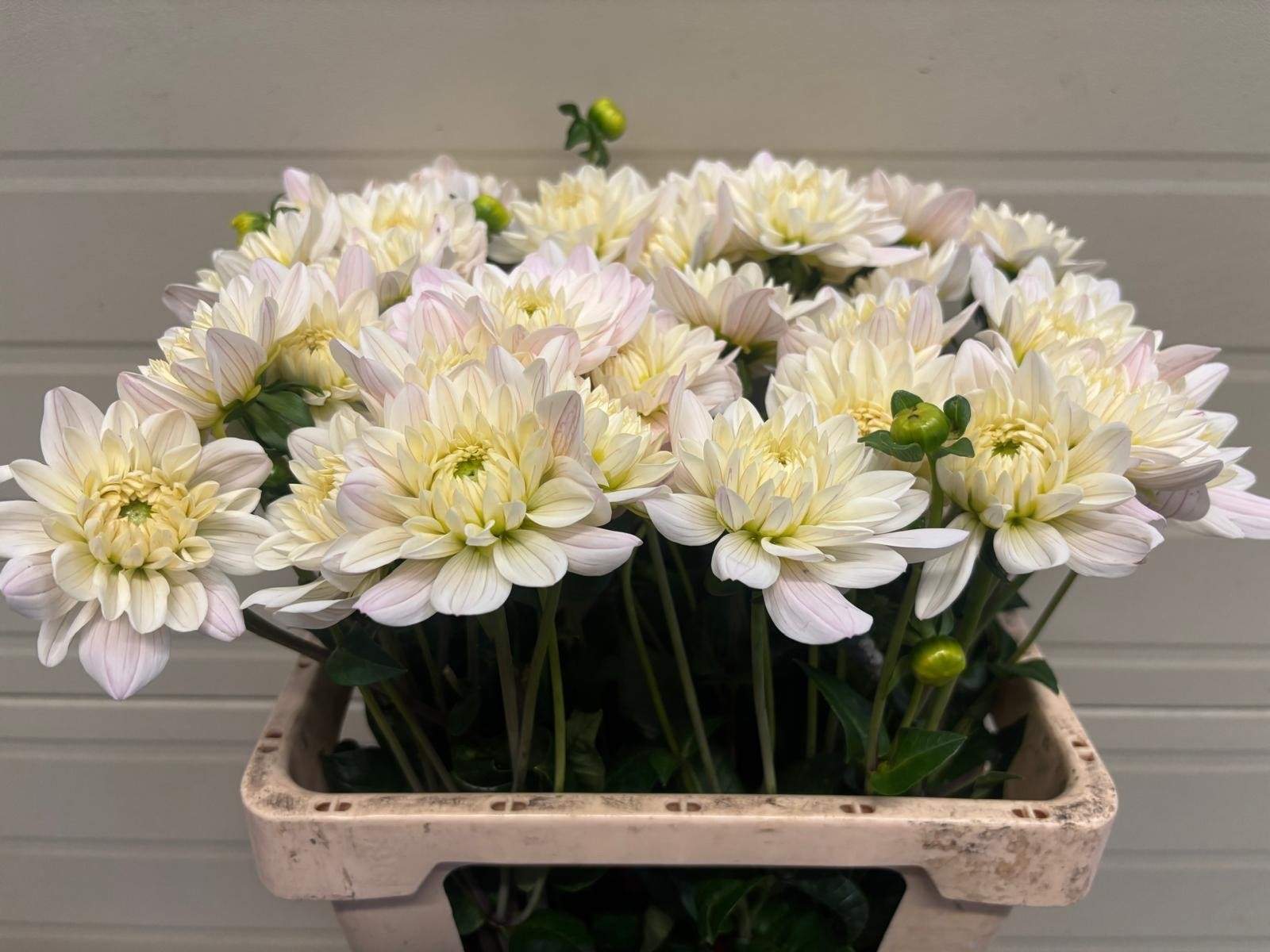 Dahlia Prince Kate 50cm