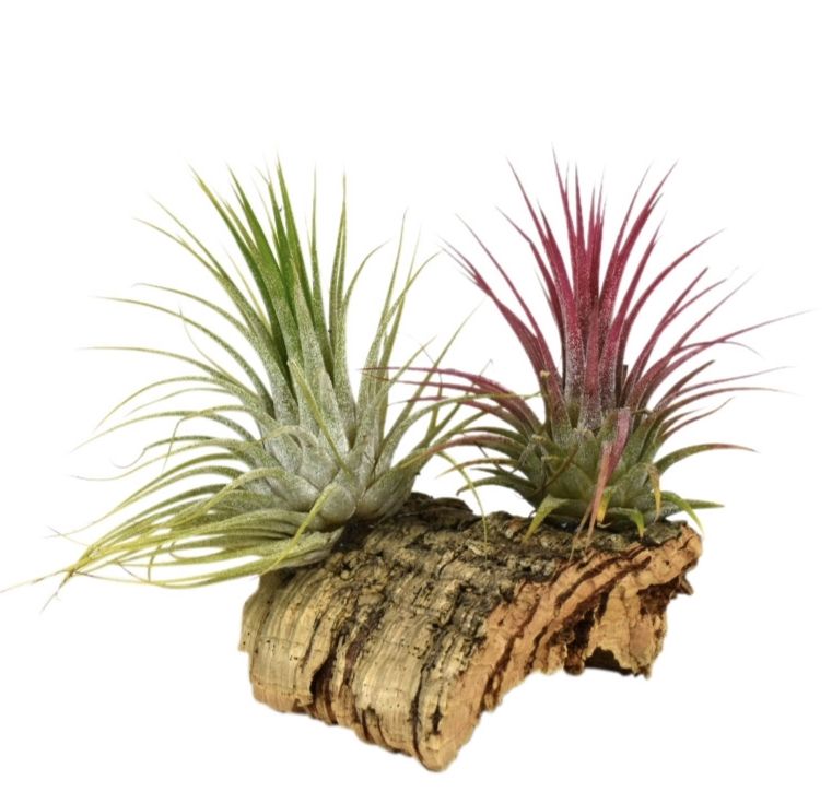 Arr Tillandsia 10P 10H 11bloei