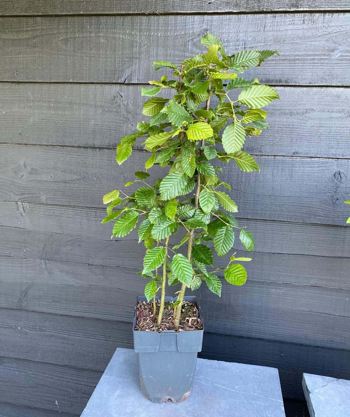 Picture of Carpinus betulus P17