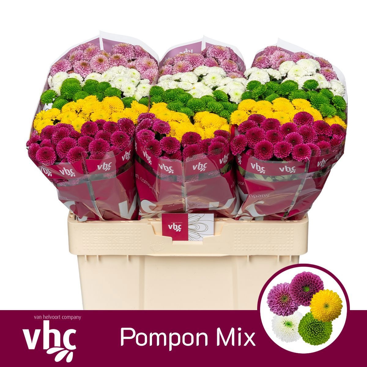 Chr San Pompo Gem Bs