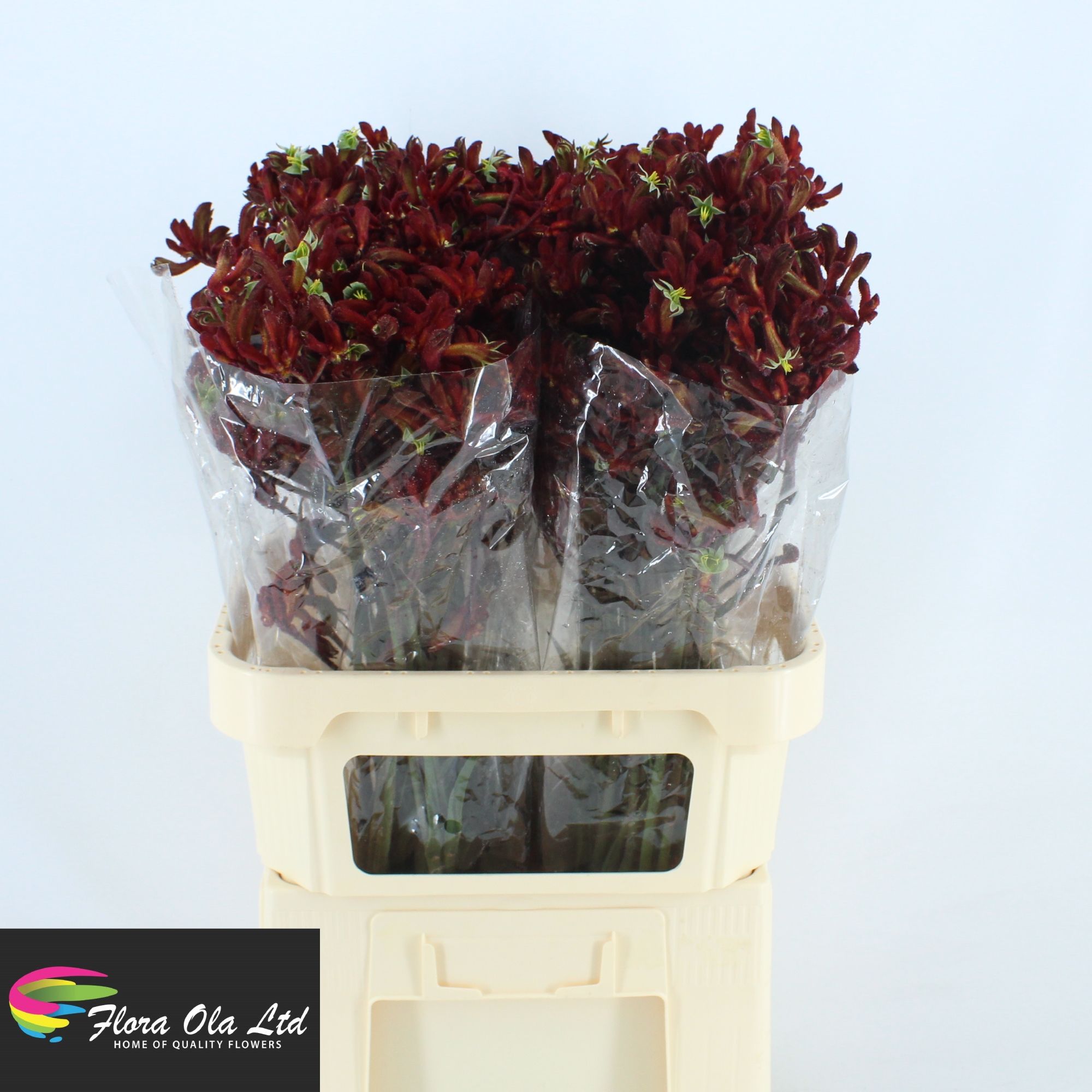 Anigozanthos Red Early Spring 80cm