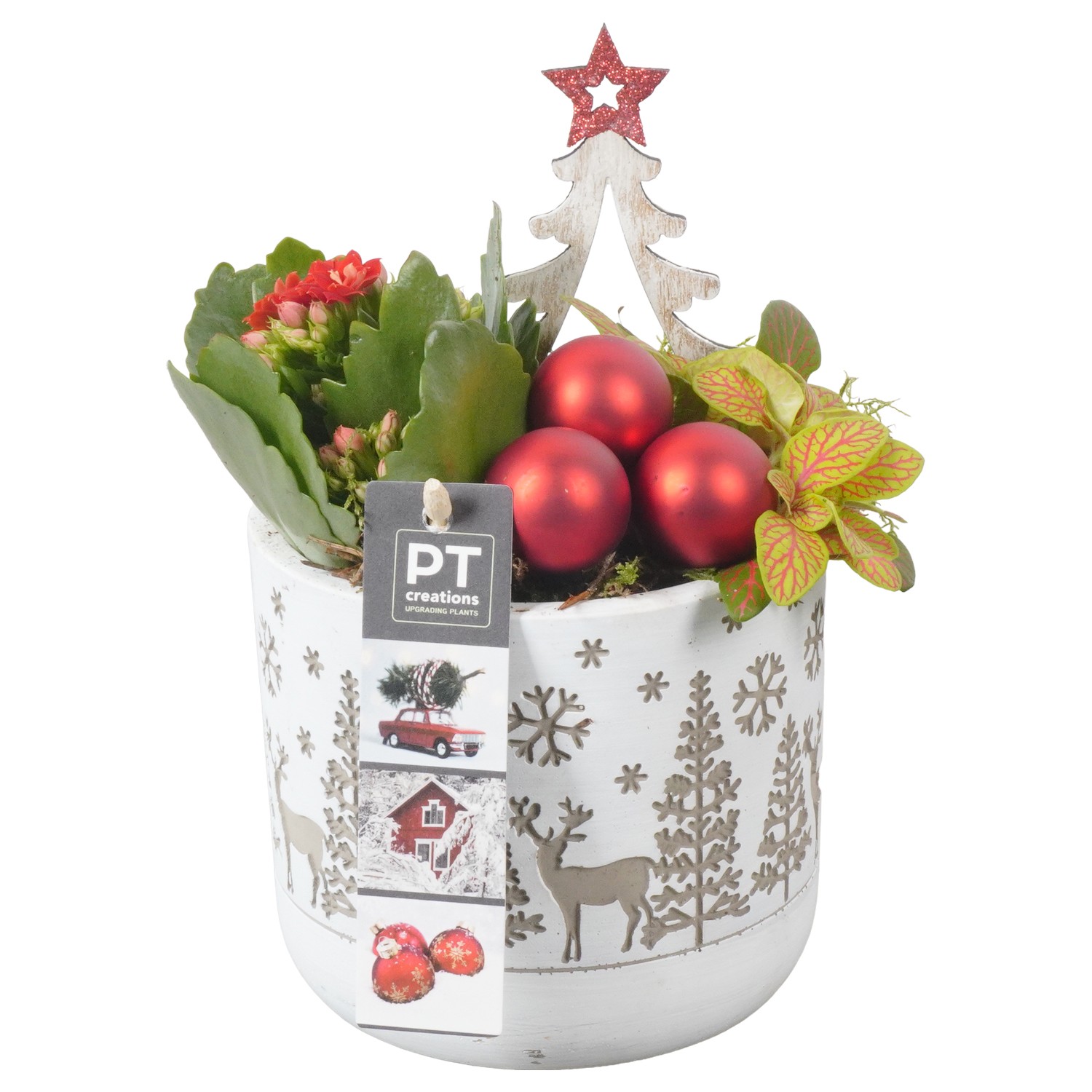 Picture of PTKB9394 Arrangement X-Mas in concrete pot P12 20CM