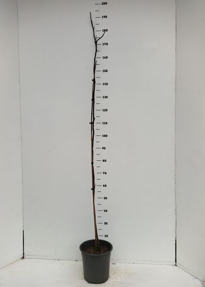 Carya illinoinensis