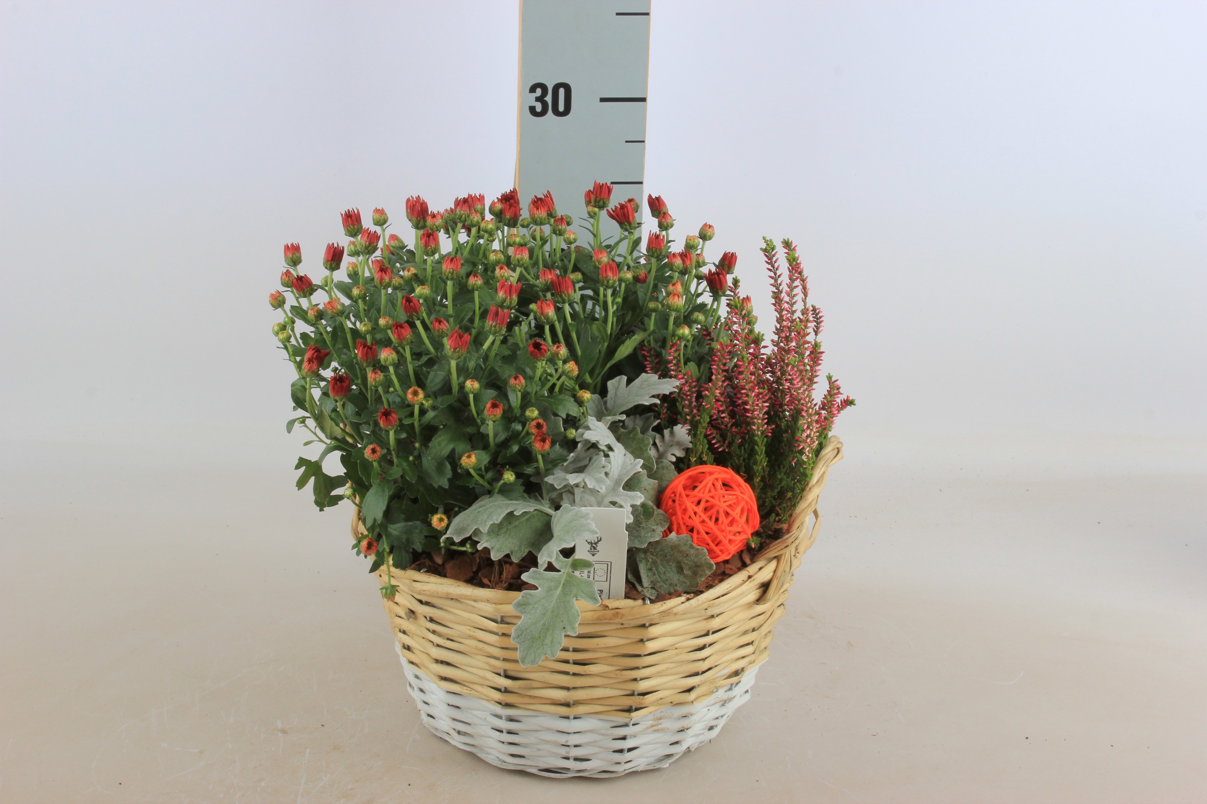 Arr Tuinplanten 24P 30cm 12bloei