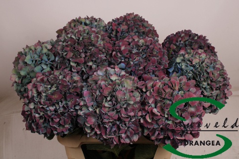 Hydr M Pimpernel Cl