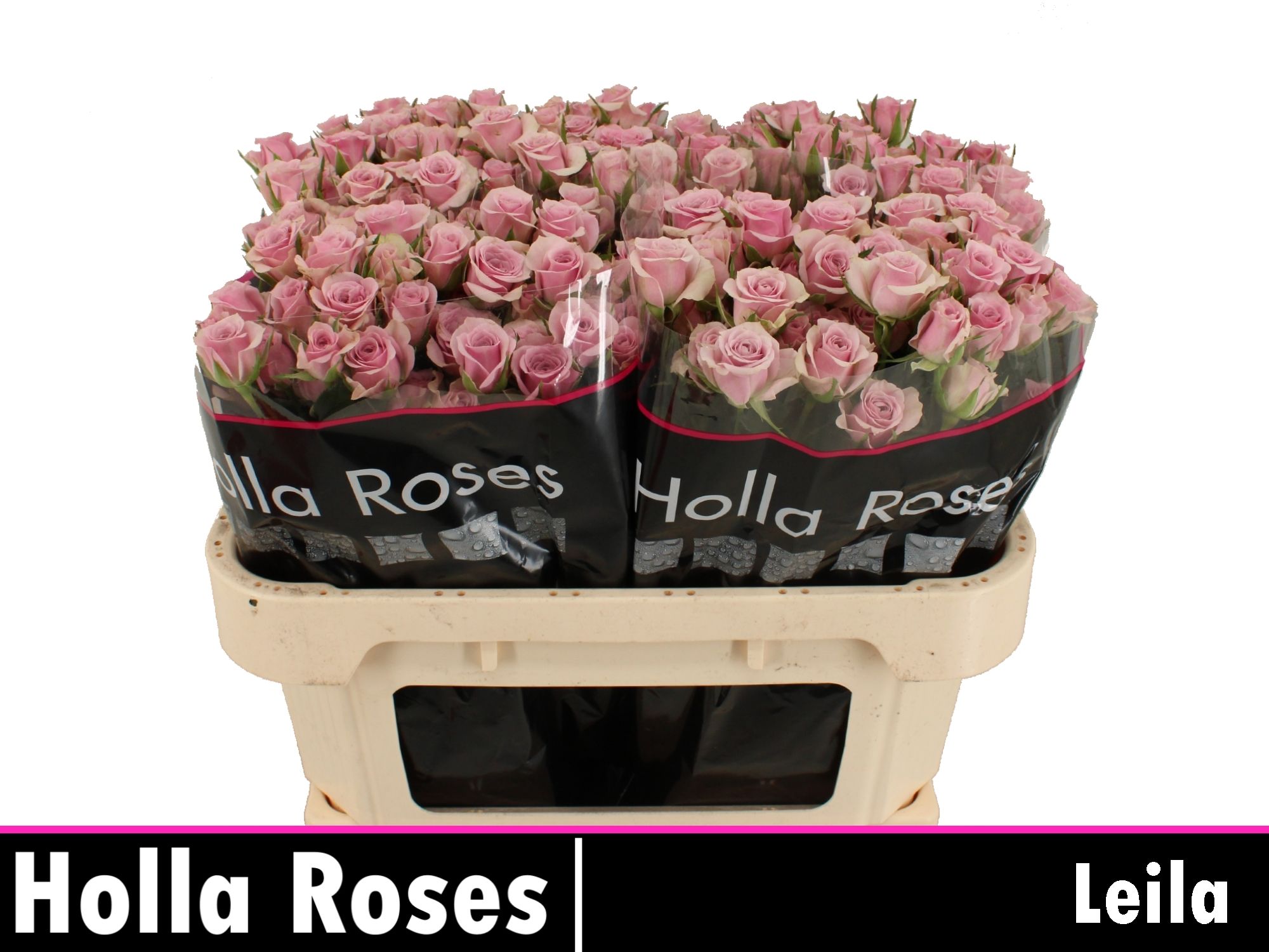Rosa Spr Leila 70cm
