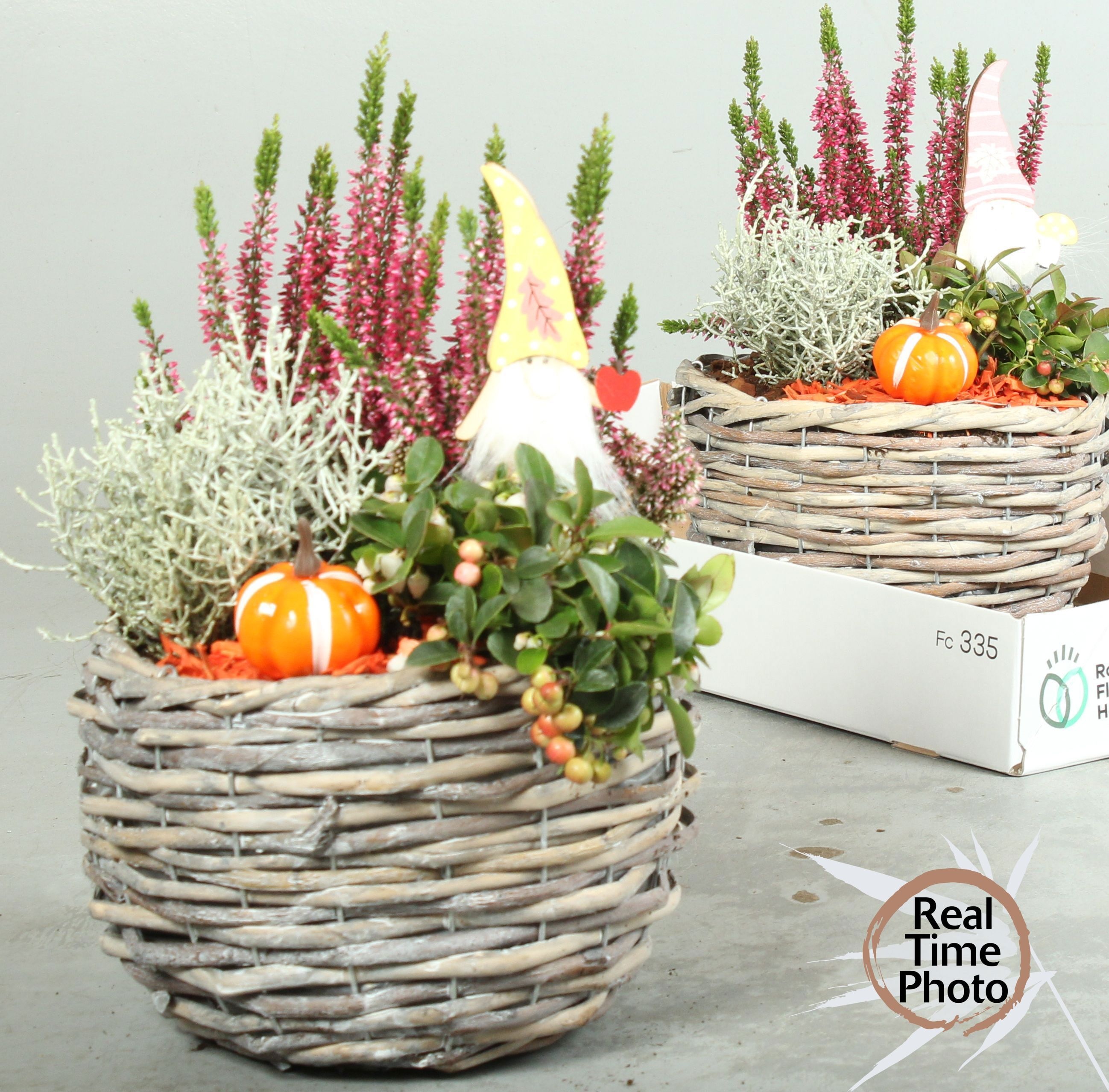 Arr Tuinplanten 23P 40cm