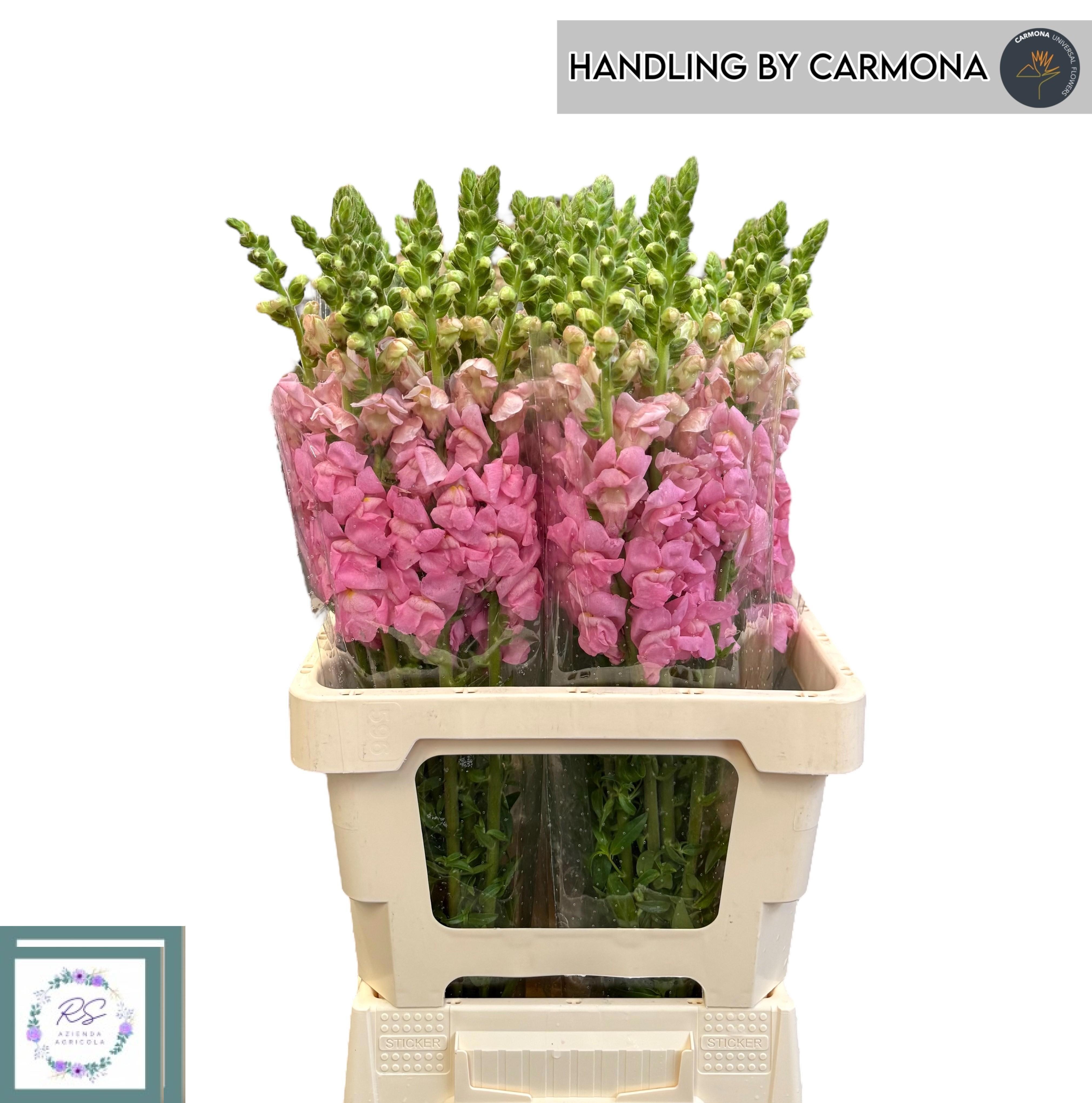 Antirrhinum Poto Red 60cm