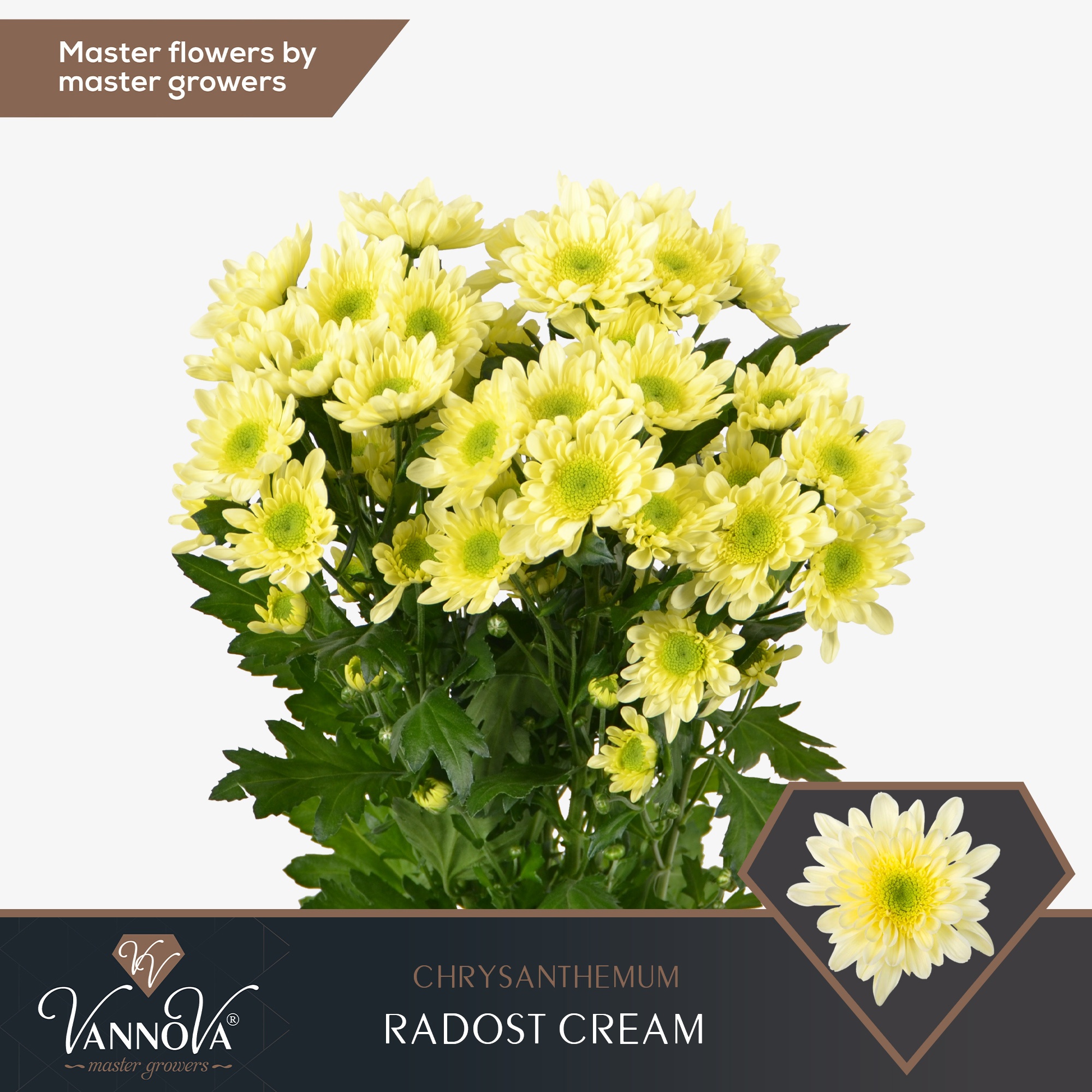 Chr T Radost Cream