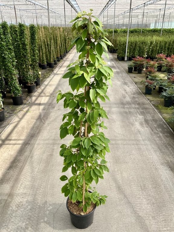 Picture of Viburnum plic. 'Kilimandjaro'