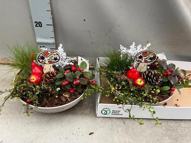 Arrangement Garden Plants 25Ø