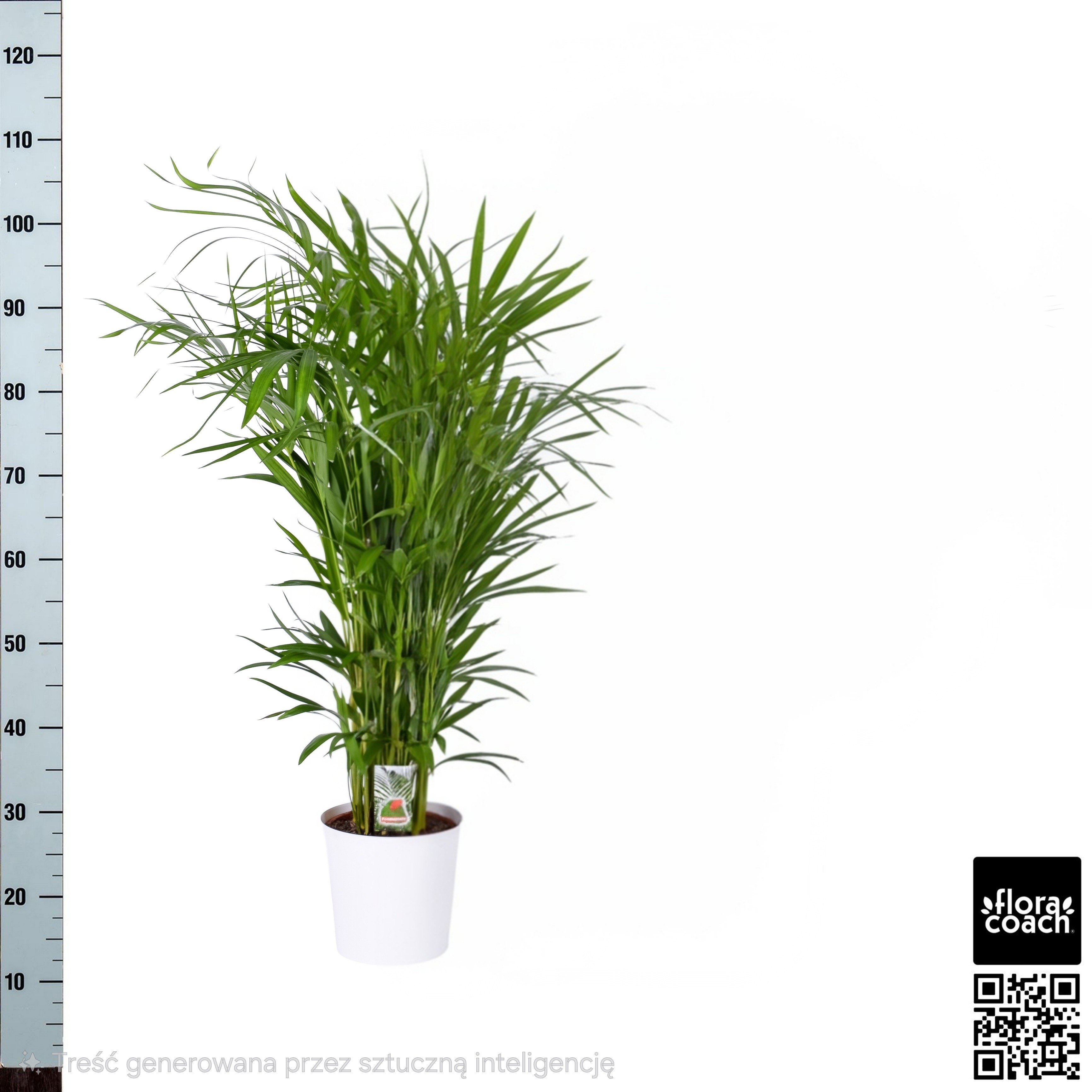 Dypsis Lutescens 23P 135H 22stek