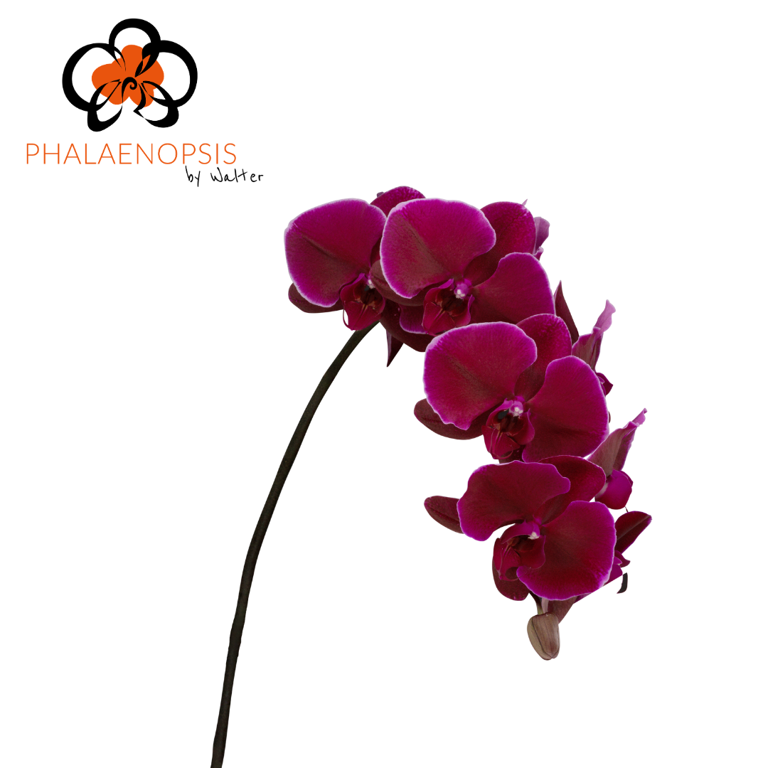 Phal T Velvet Janet