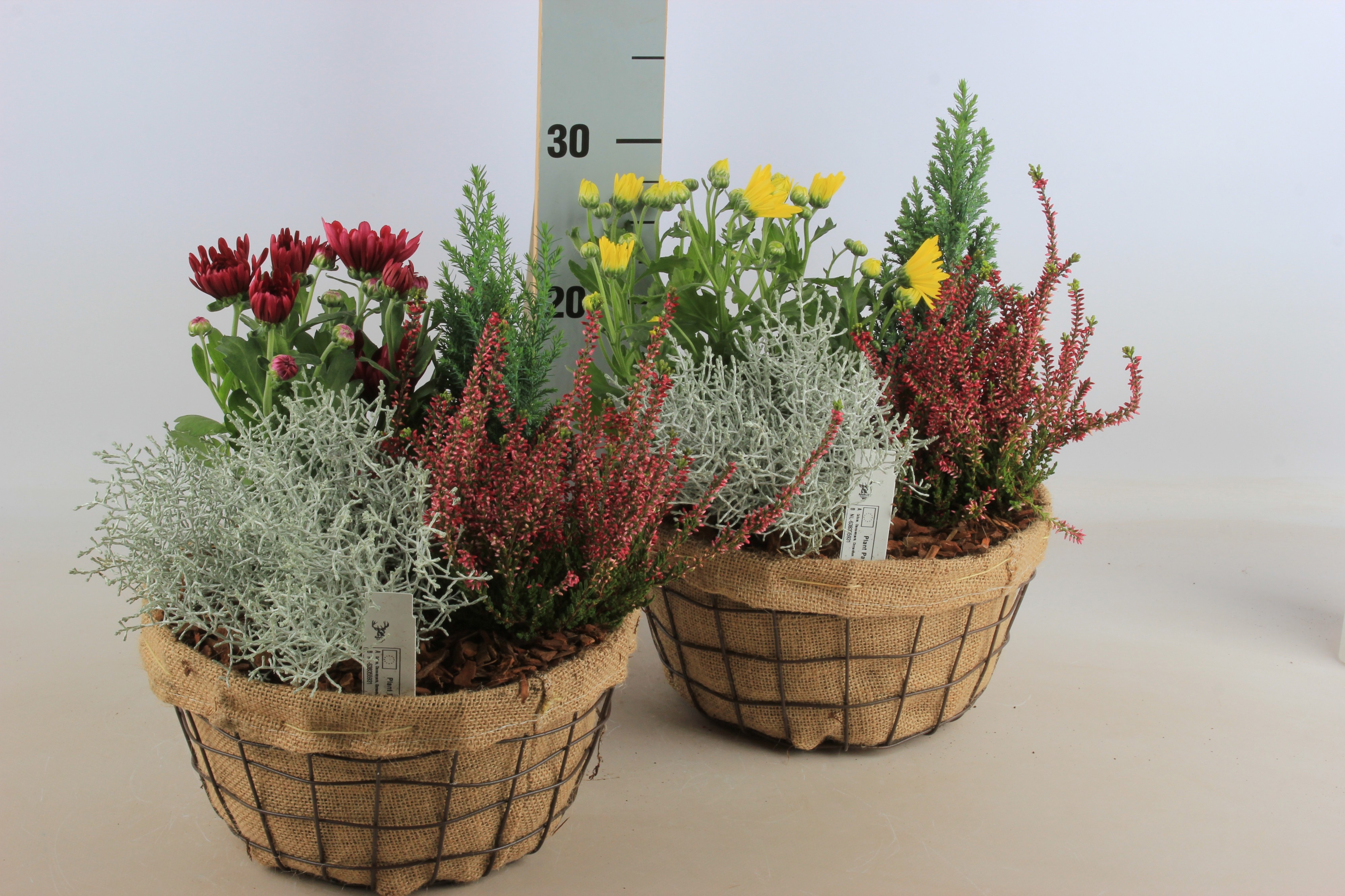 Arr Tuinplanten 25P 30cm 12bloei