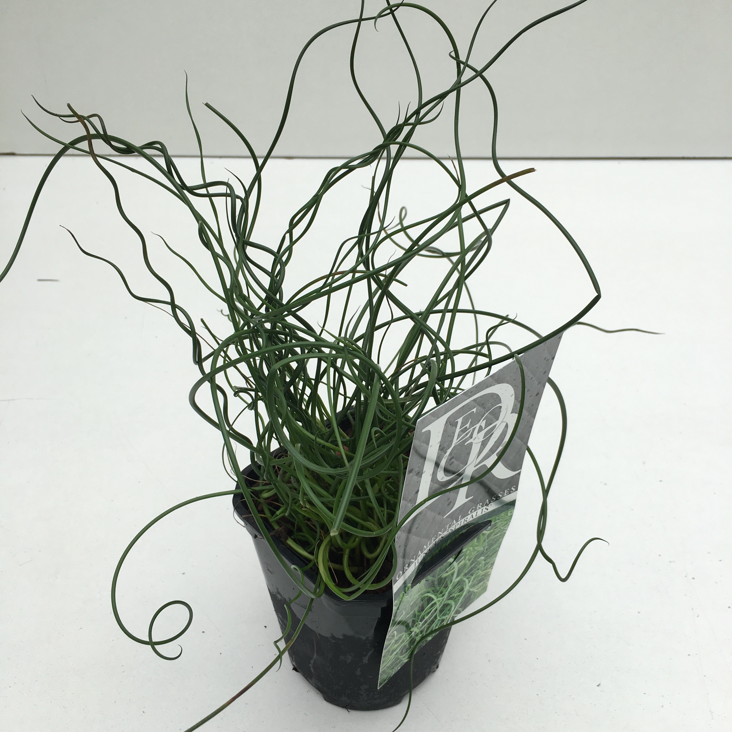 Juncus effusus 'Spiralis'
