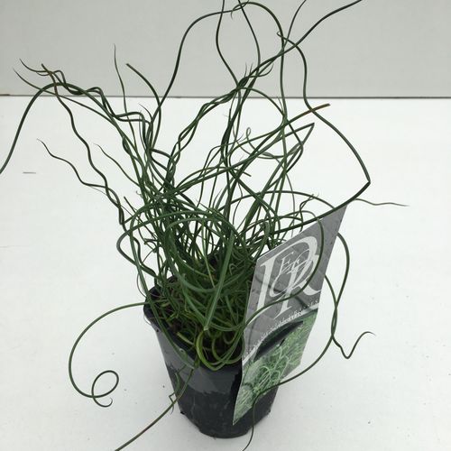 Juncus 'Spiralis' p13 Cammeraat
