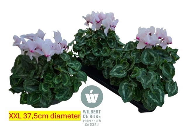 Cycl Gr Sup Mammoth 17P 35H 37Ø Cm 23bloei