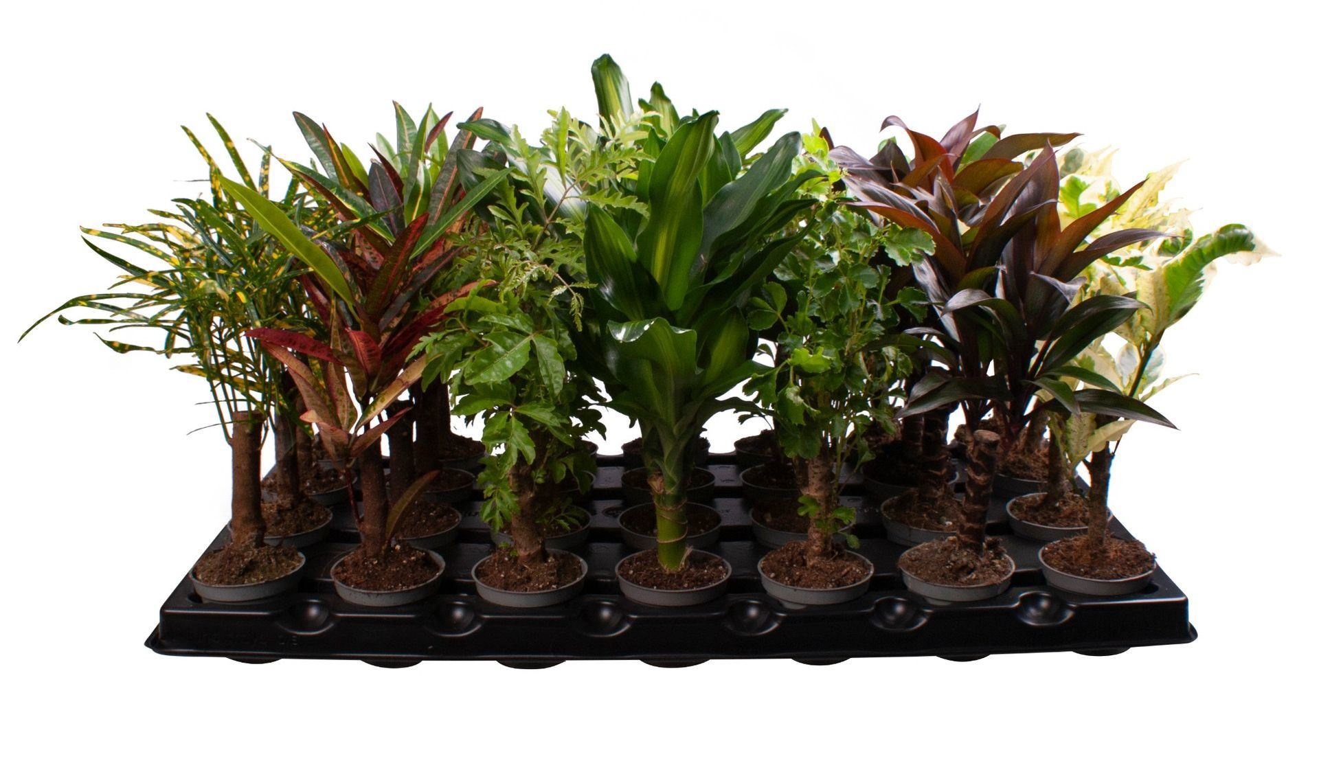 Codiaeum Cane Mix