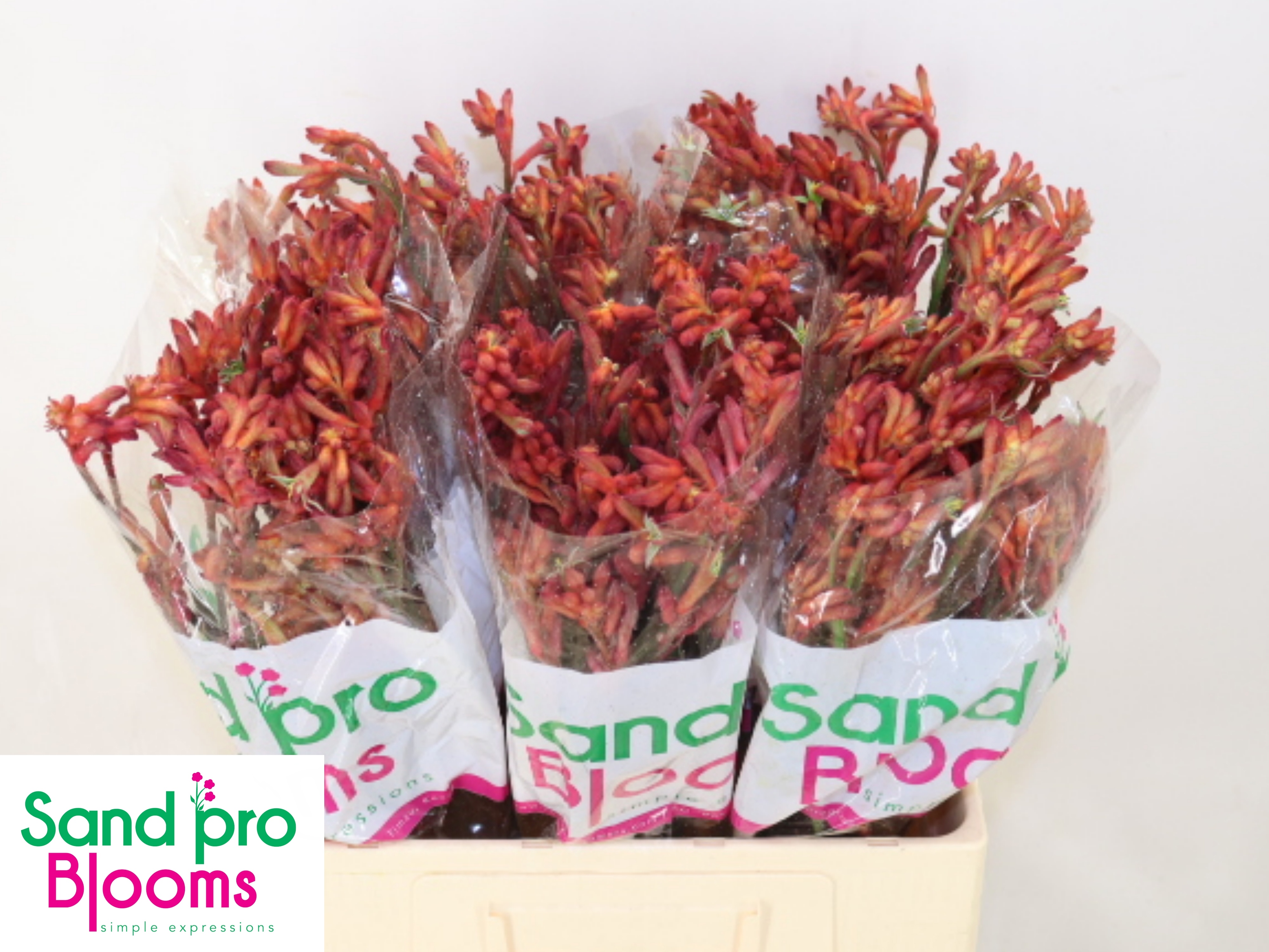 Anigoz Bush Coral 60cm