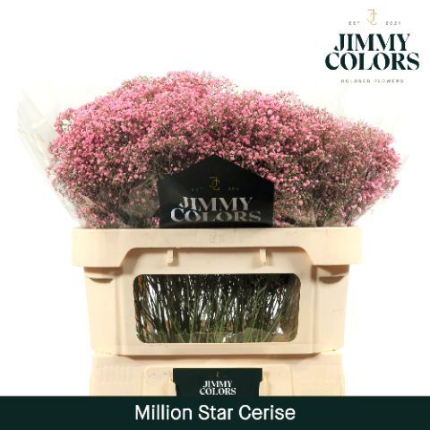 Gyps Million Star L70 Cerise