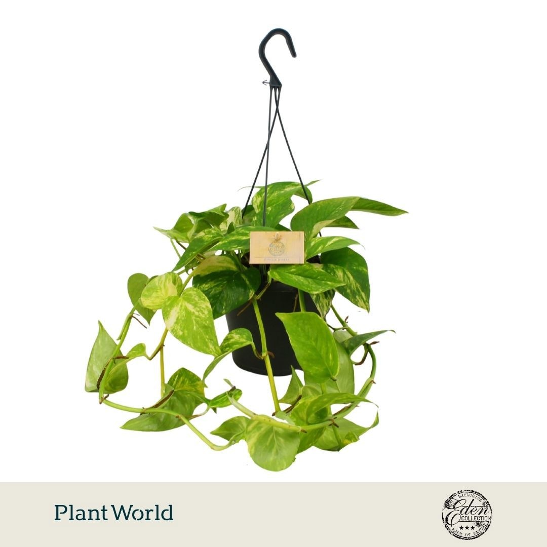 Epipremnum Hawaien HP
