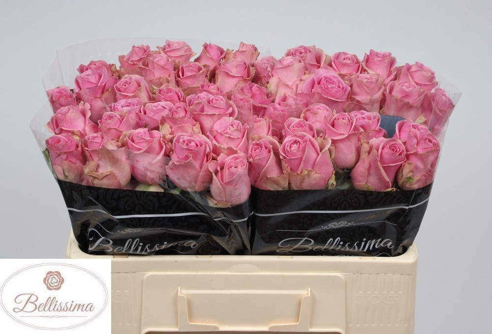 Rosa Wham 50cm