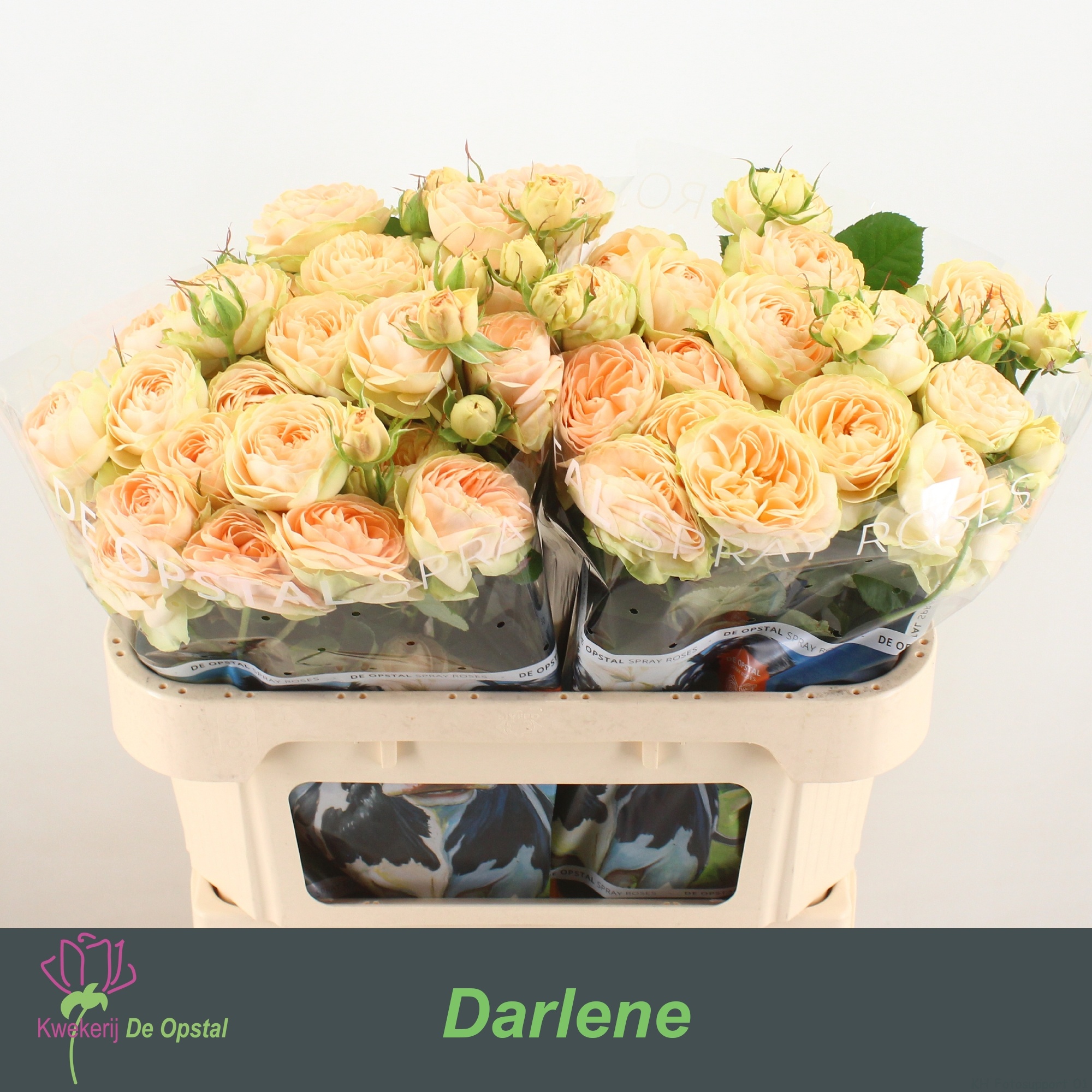 R Tr Darlene