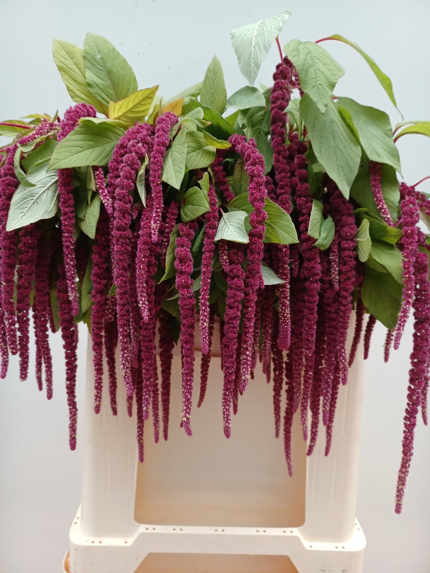Amaranthus Hang Cordata Red 80cm