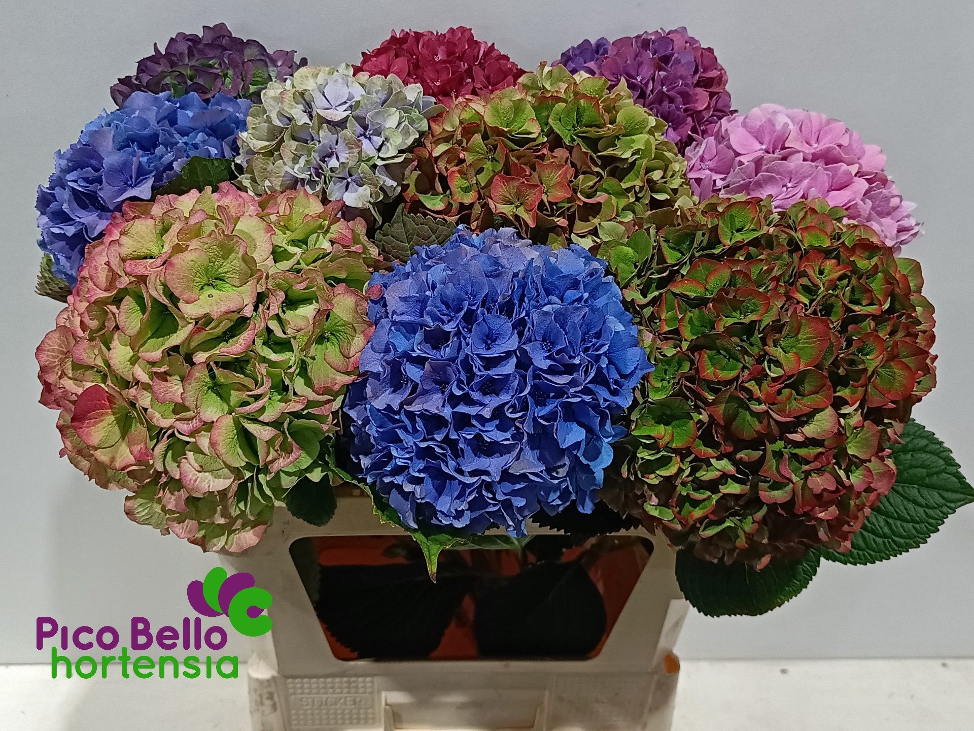Hydrangea 80cm 22Ø